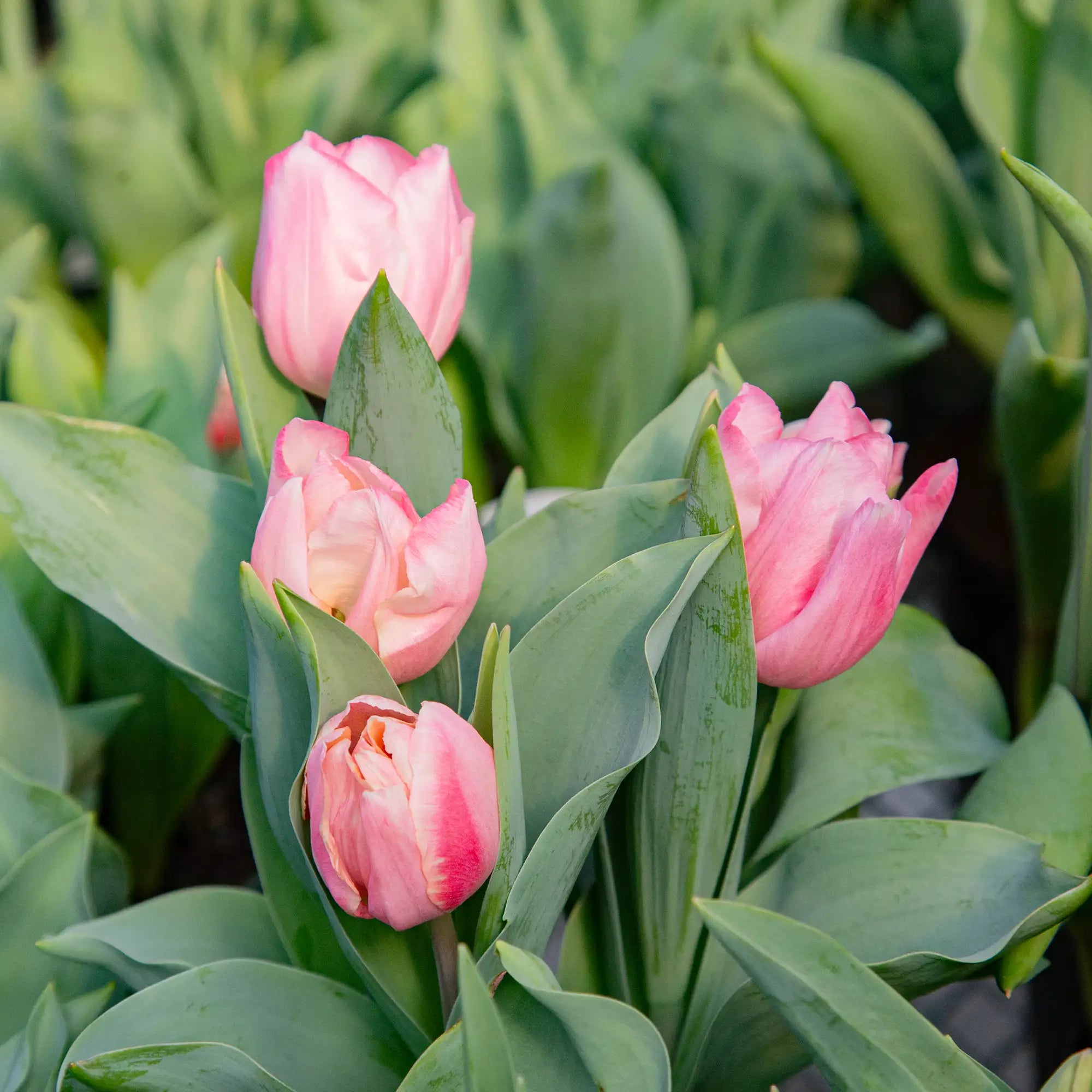 Tulip