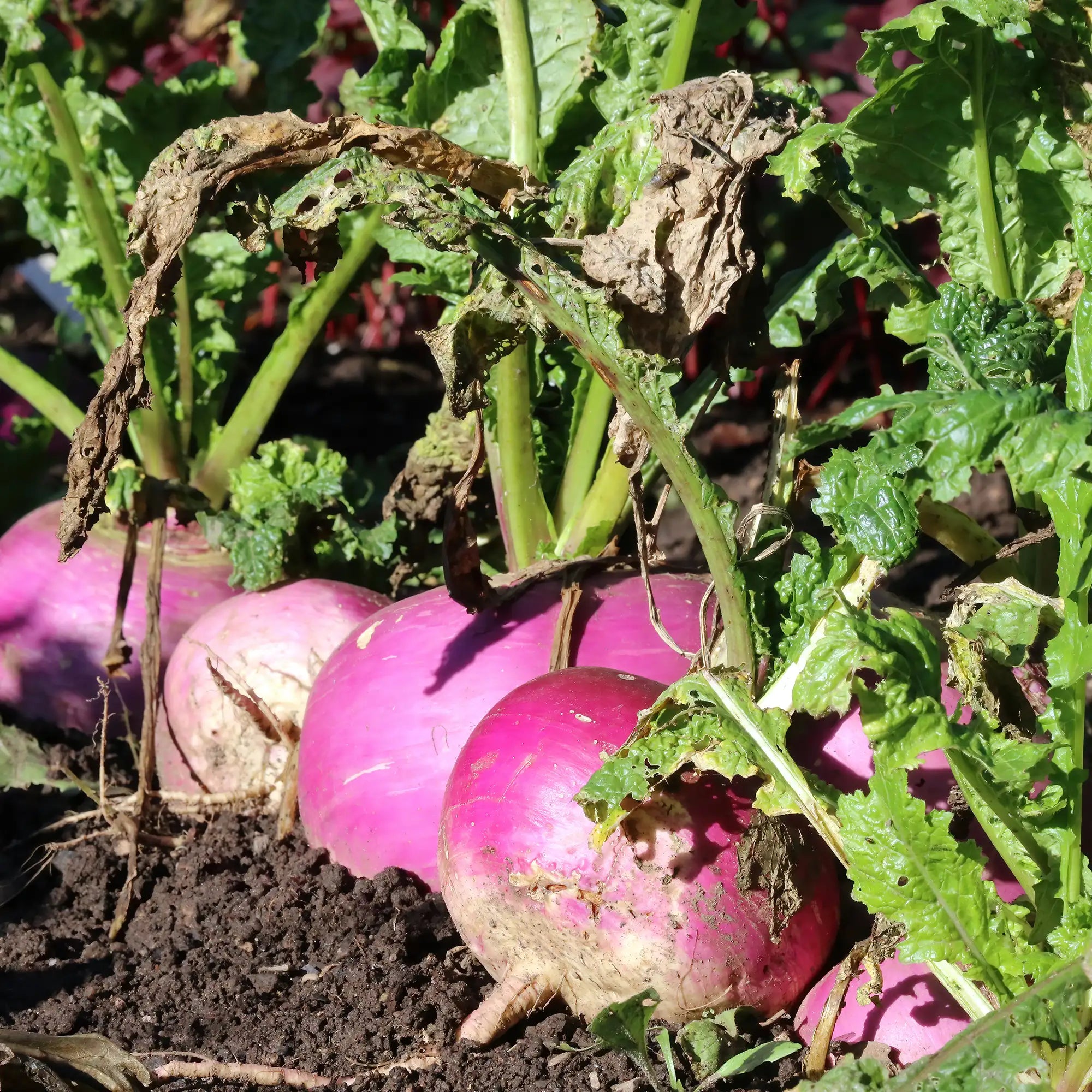 Turnips