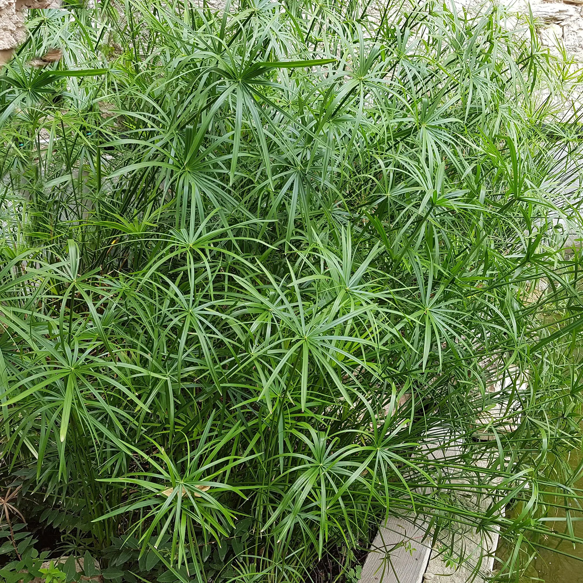 Umbrella Papyrus in a pond