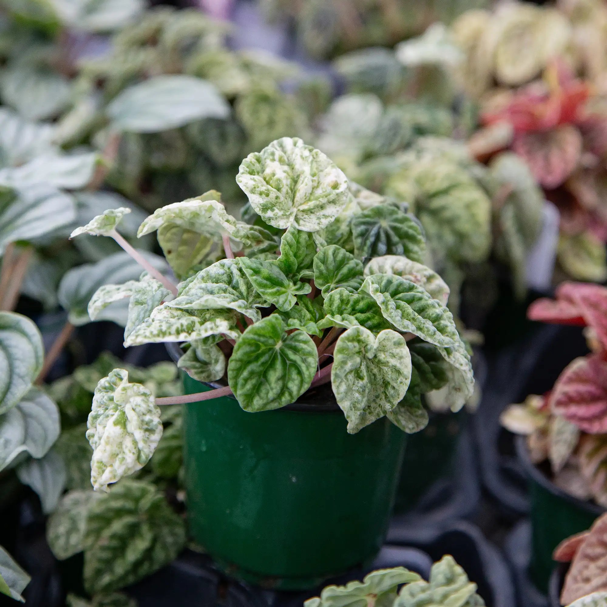 Peperomia Ripple 'Variegated'