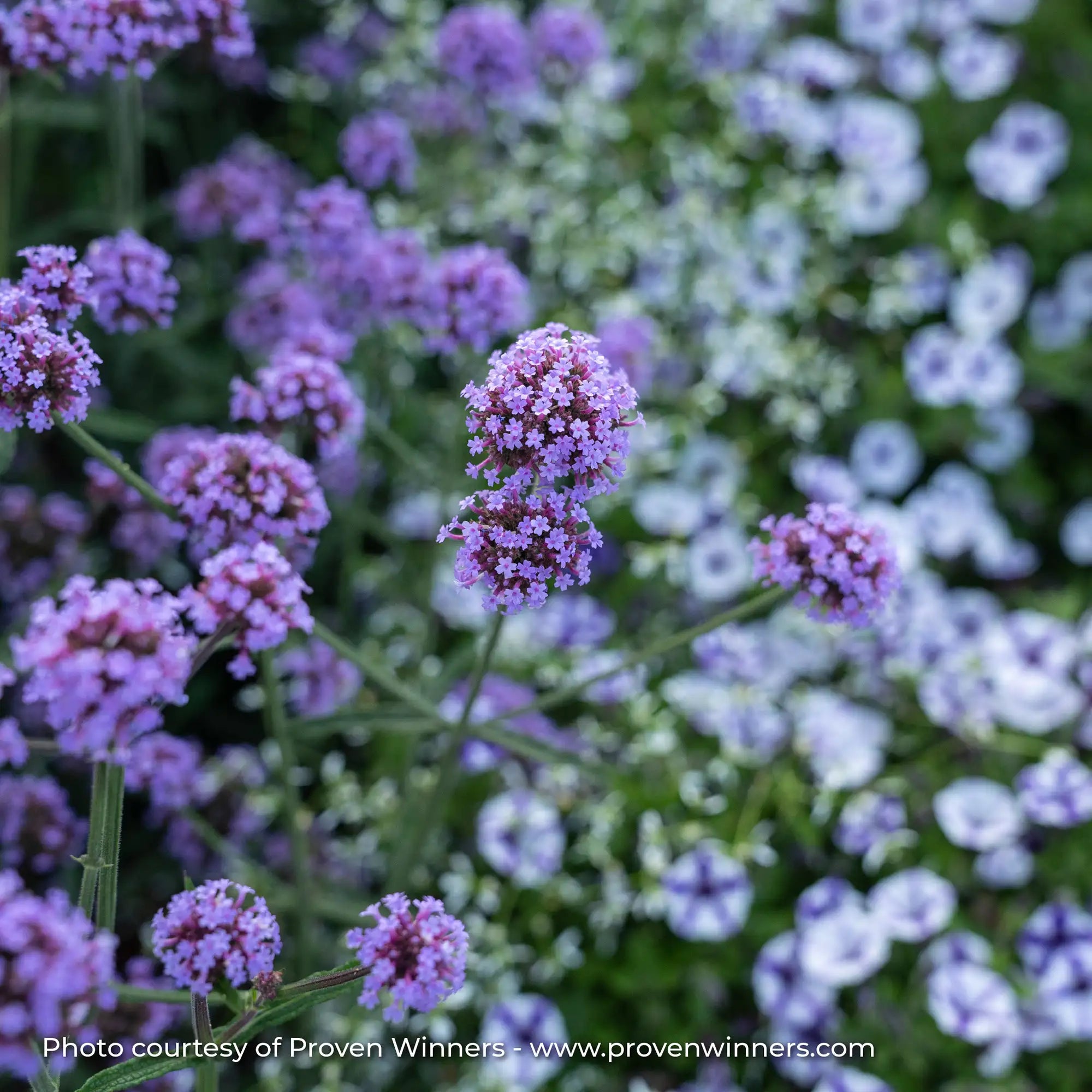 Verbena 'Meteor Shower®'