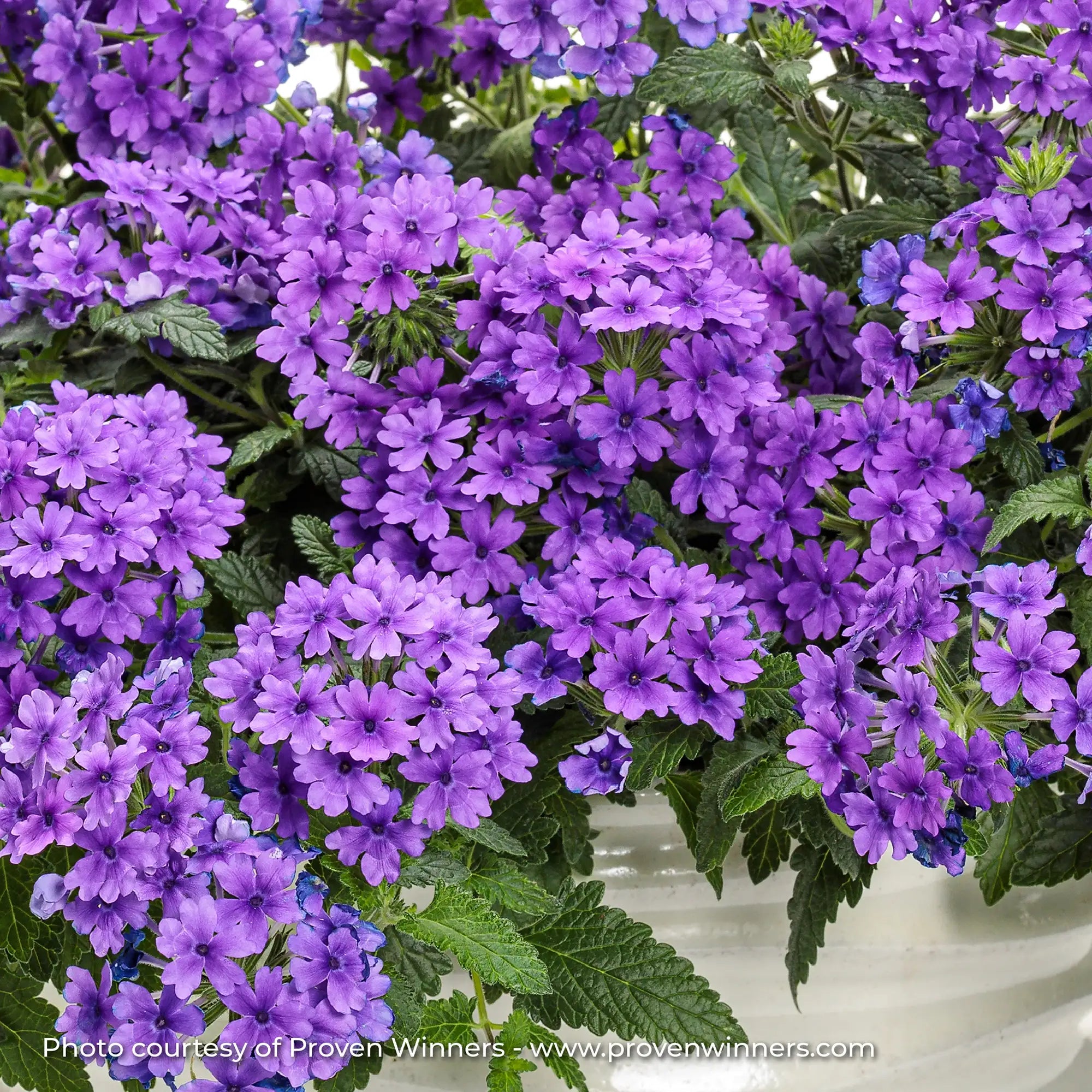 Verbena 'Superbena® Cobalt'