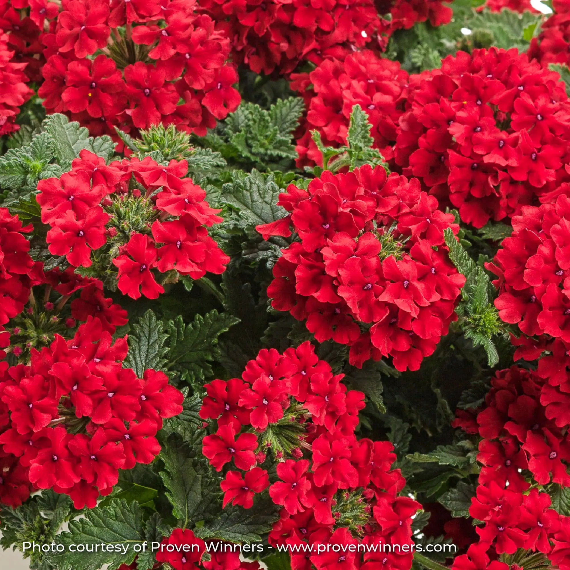 Verbena 'Superbena® Red'