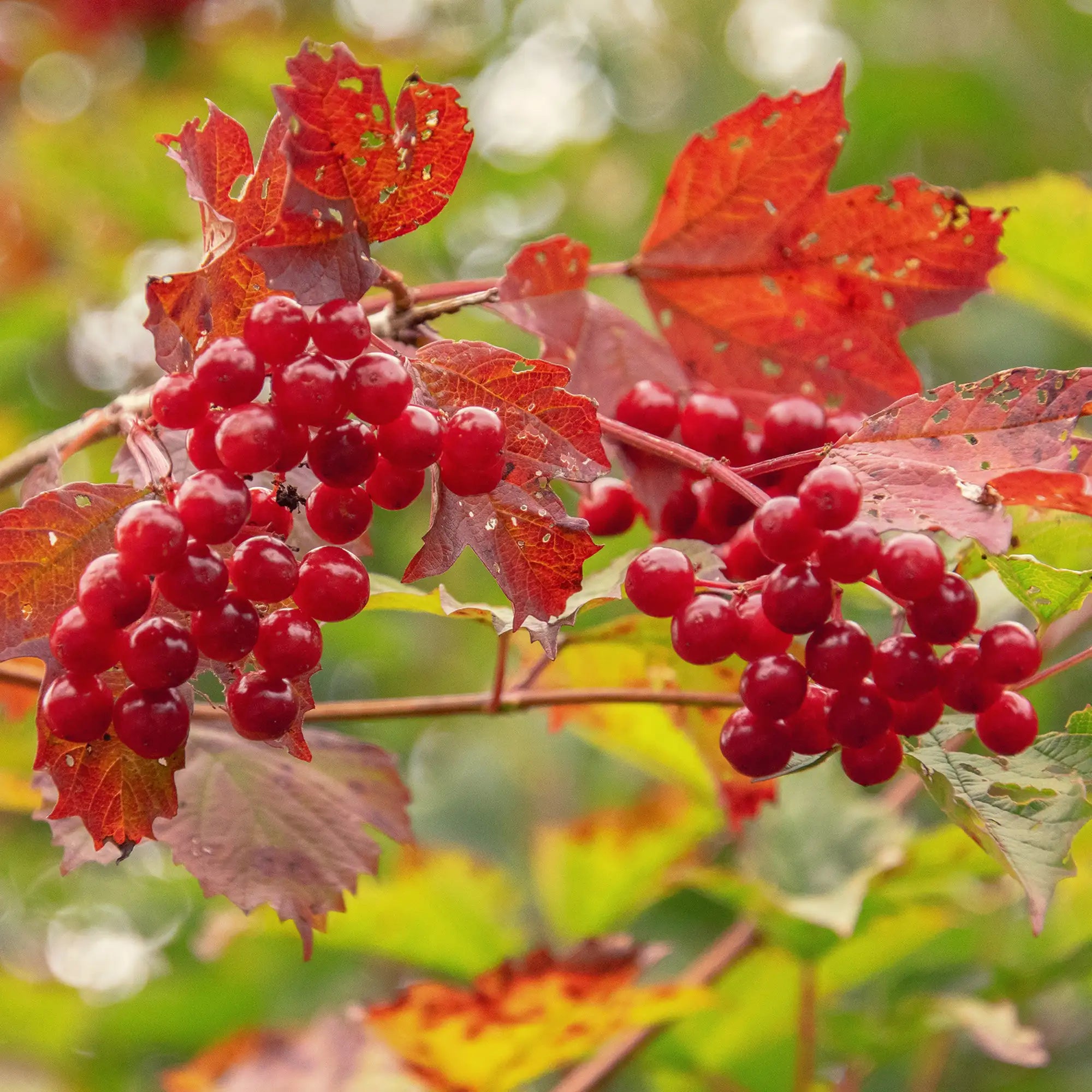 Highbush Cranberry