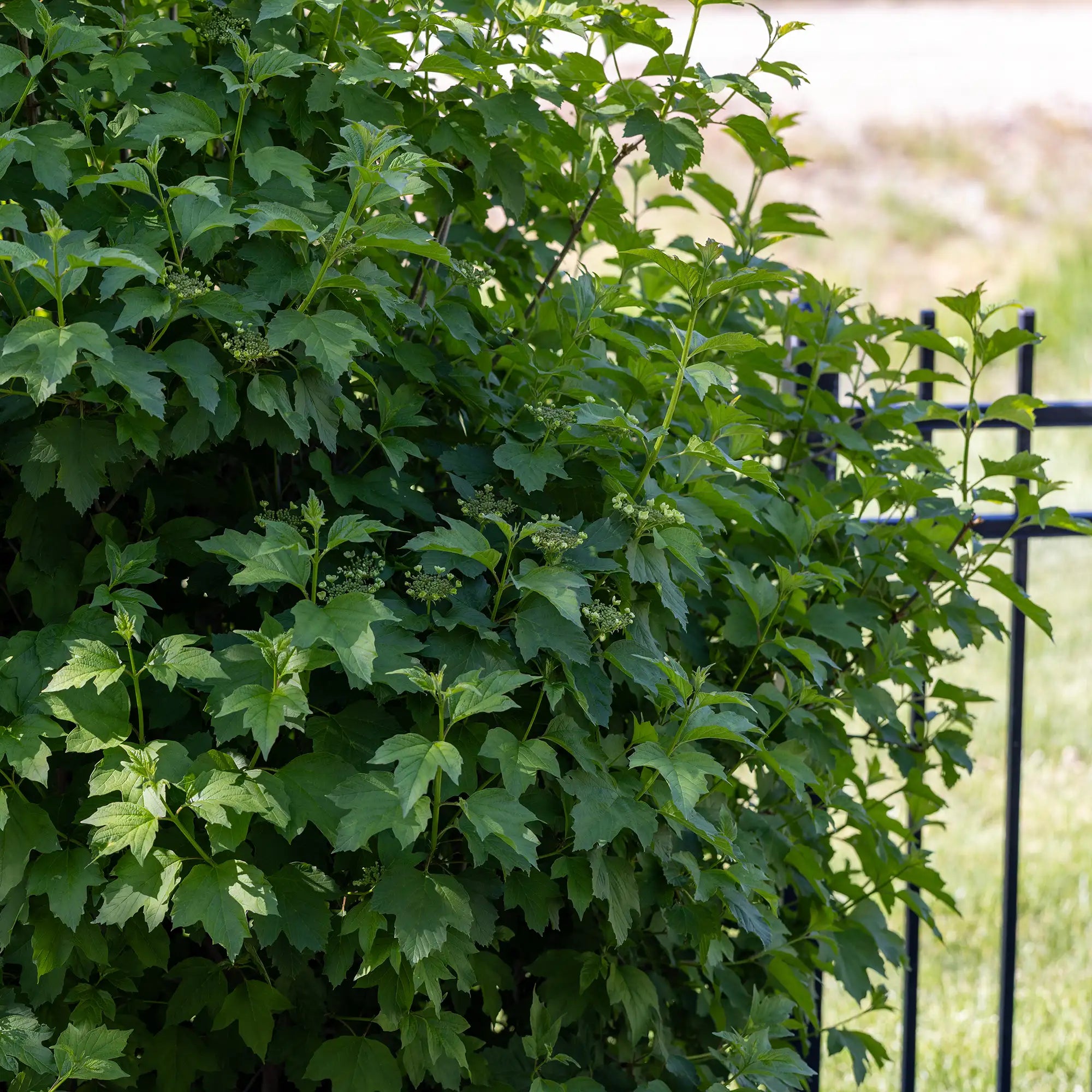 Highbush Cranberry