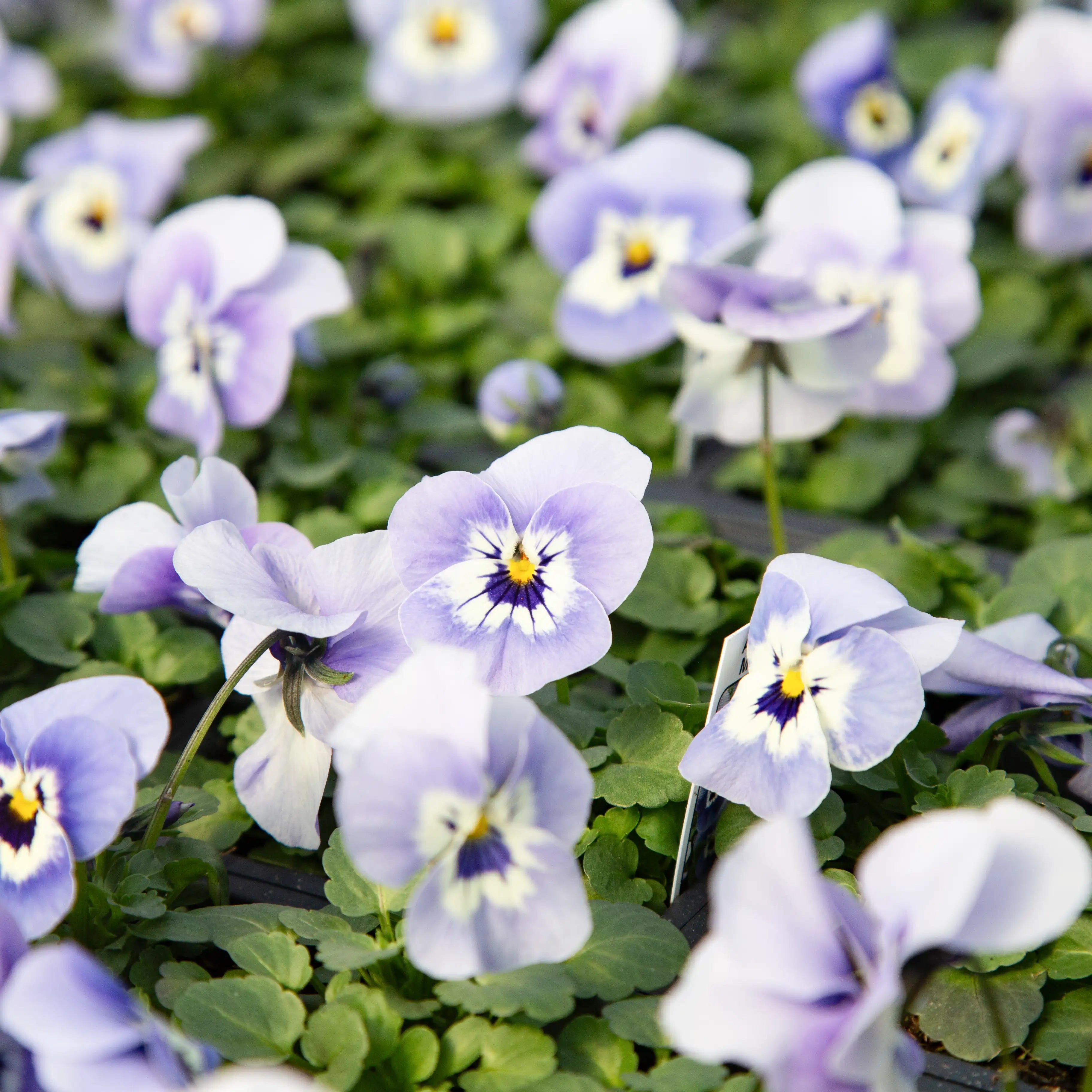 Viola Admire® 'Marina'