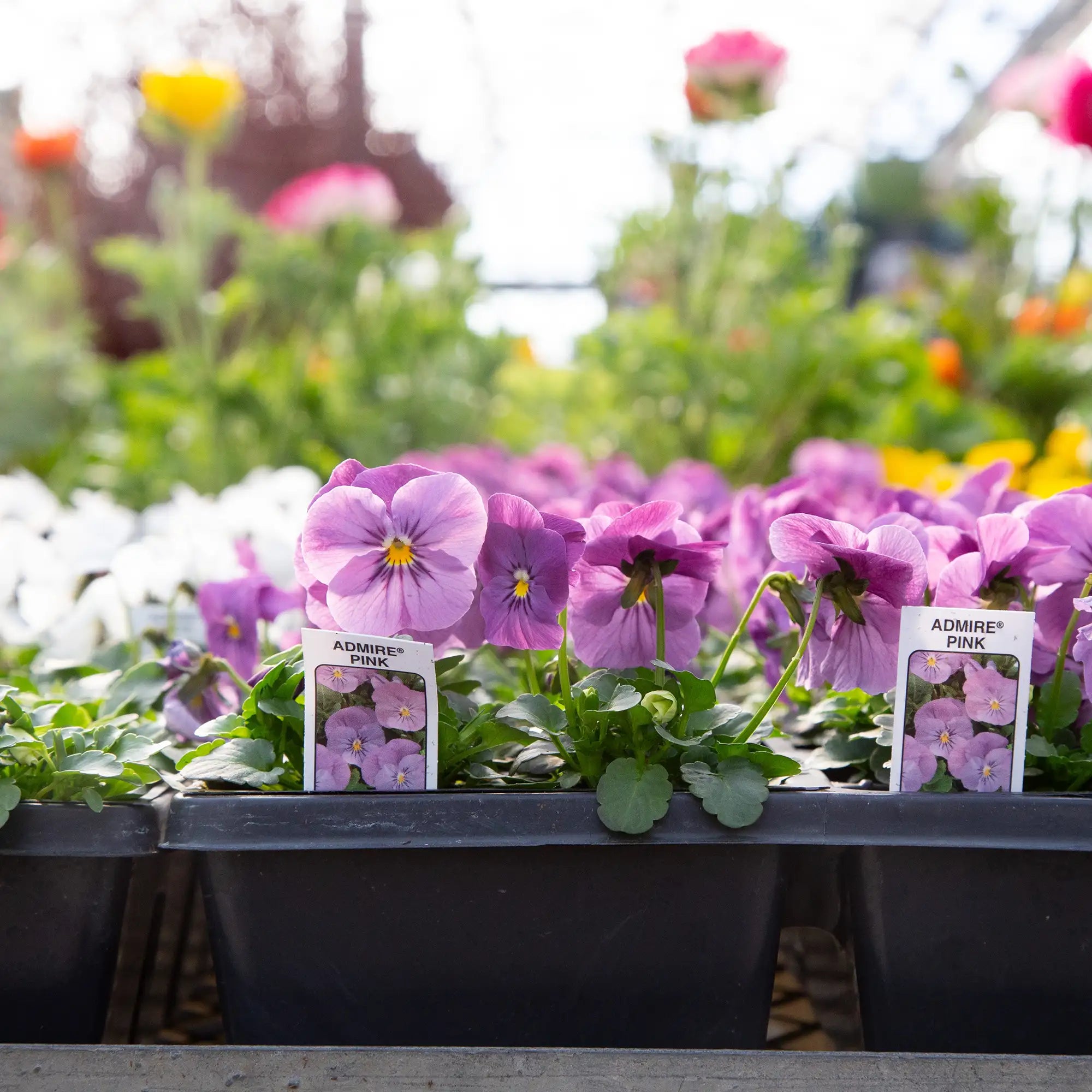 Viola Admire® 'Pink'
