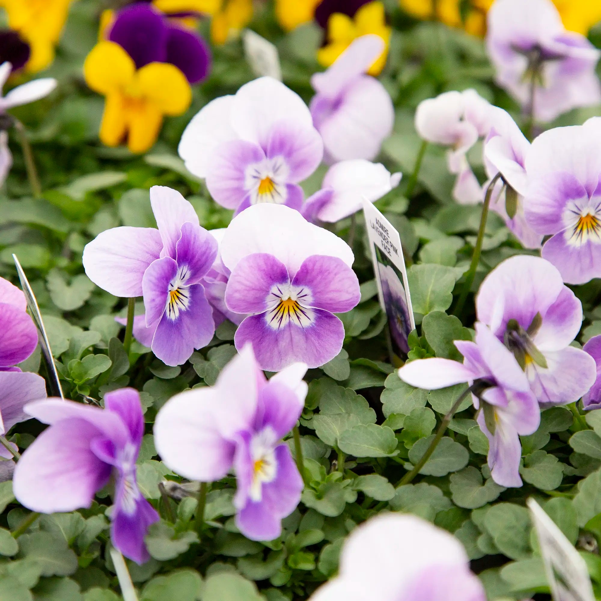 Viola Admire® 'Lavender Pink Face'
