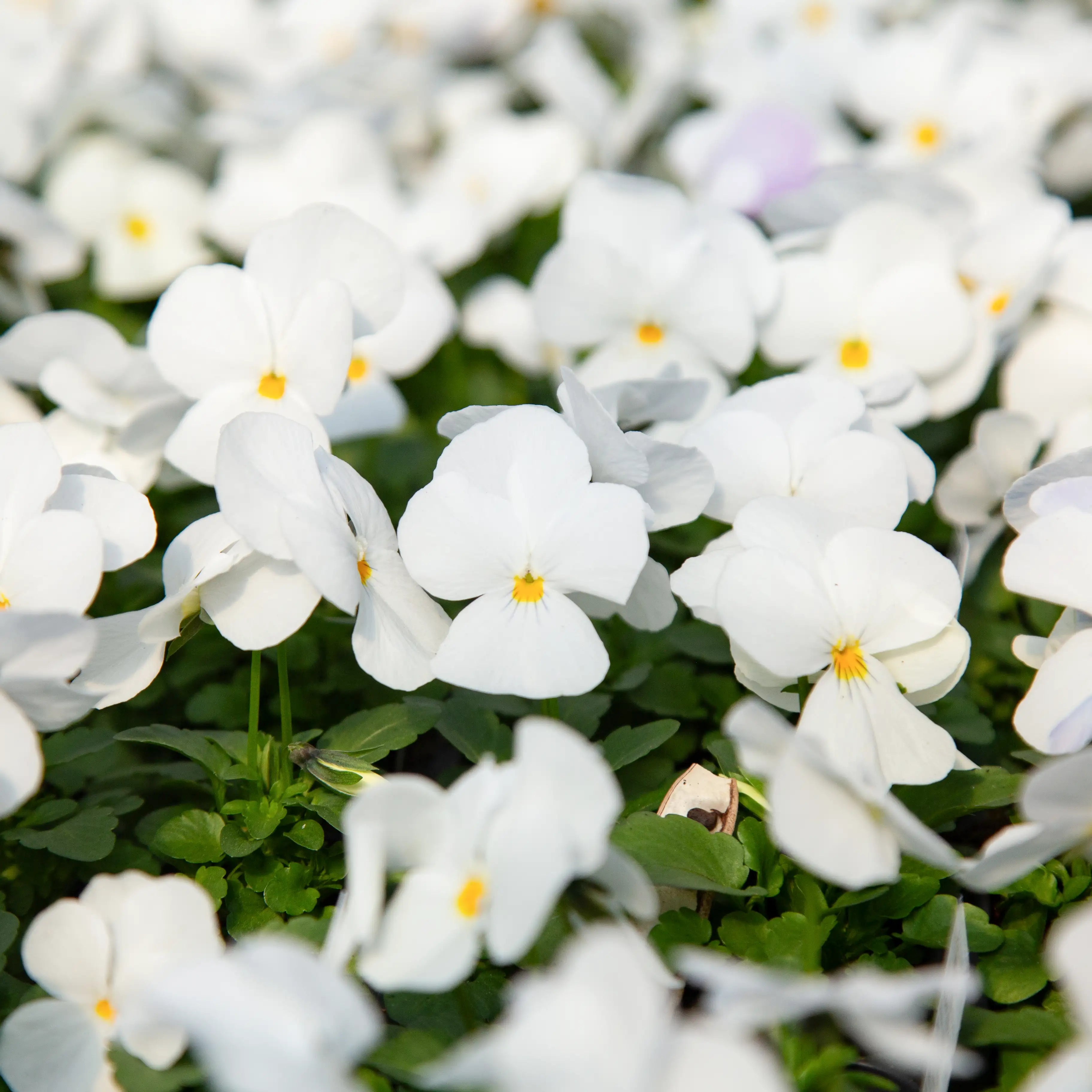 Viola Admire® 'White'