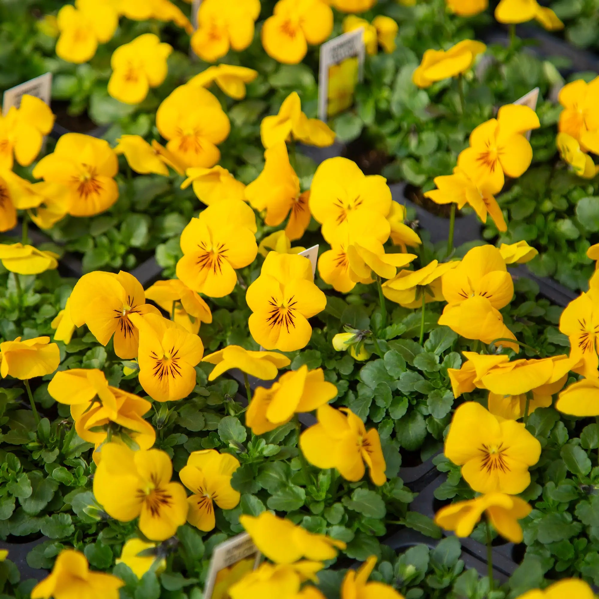 Viola Admire® 'Yellow'