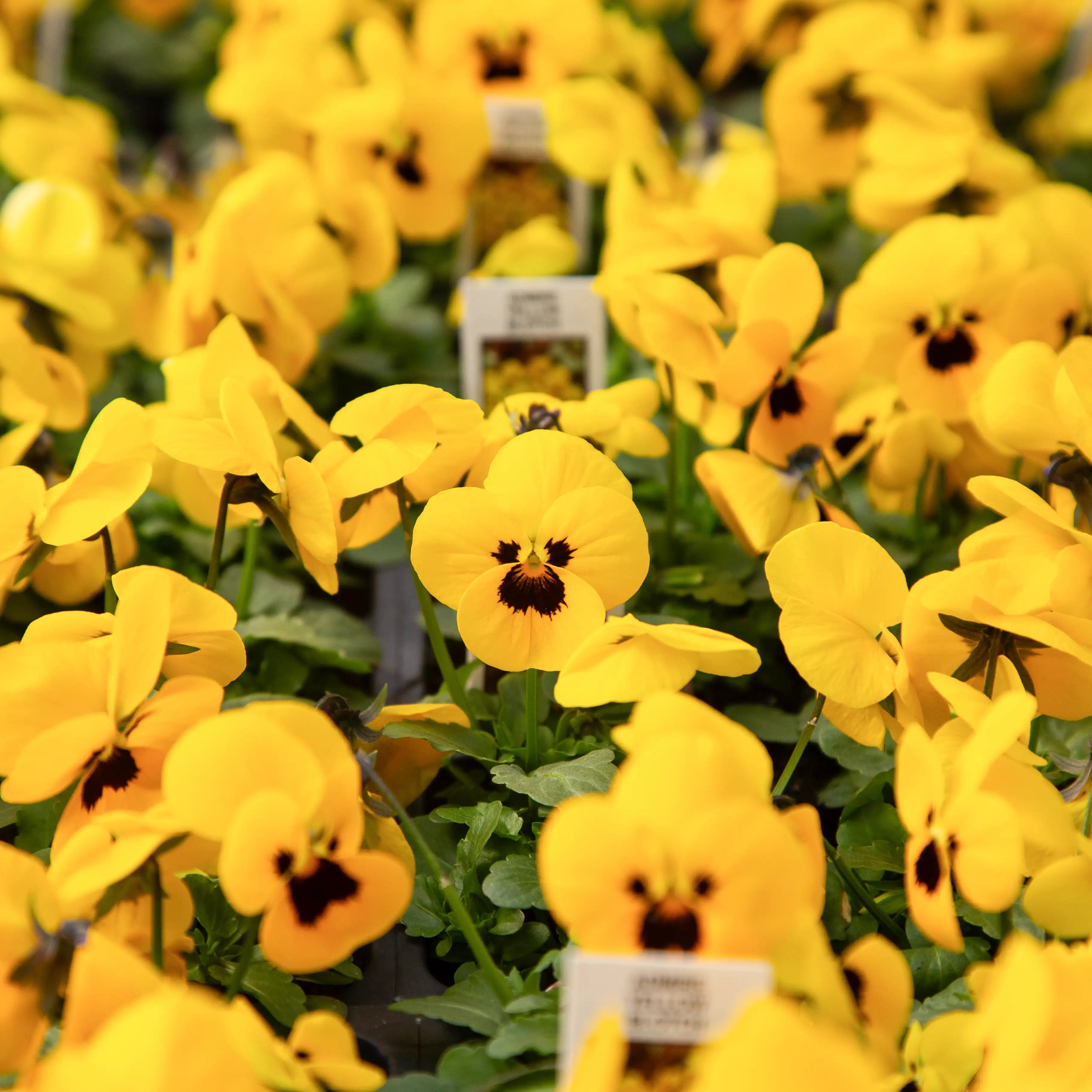 Viola Admire® 'Yellow Blotch'