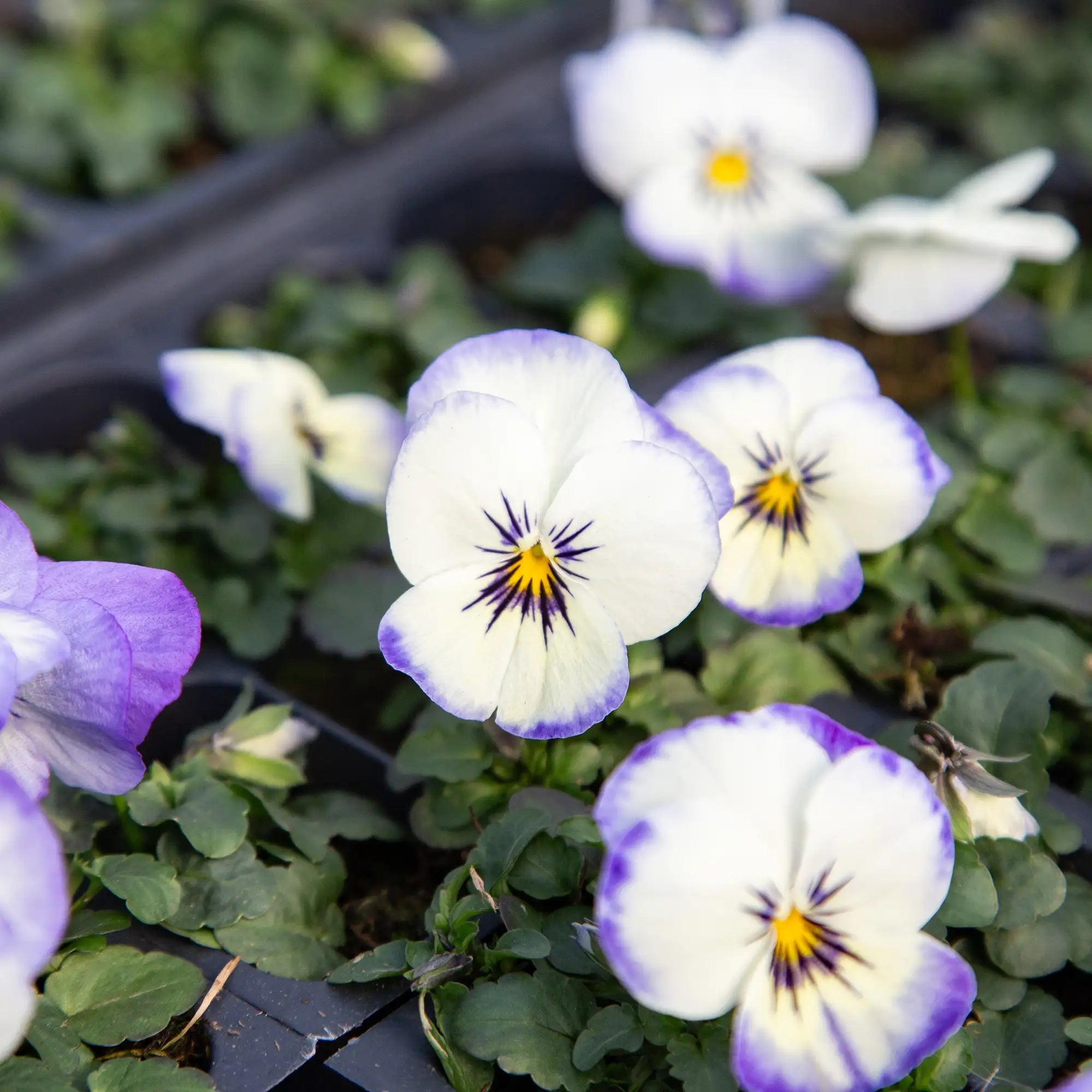 Viola Penny™ 'Purple Picotee'