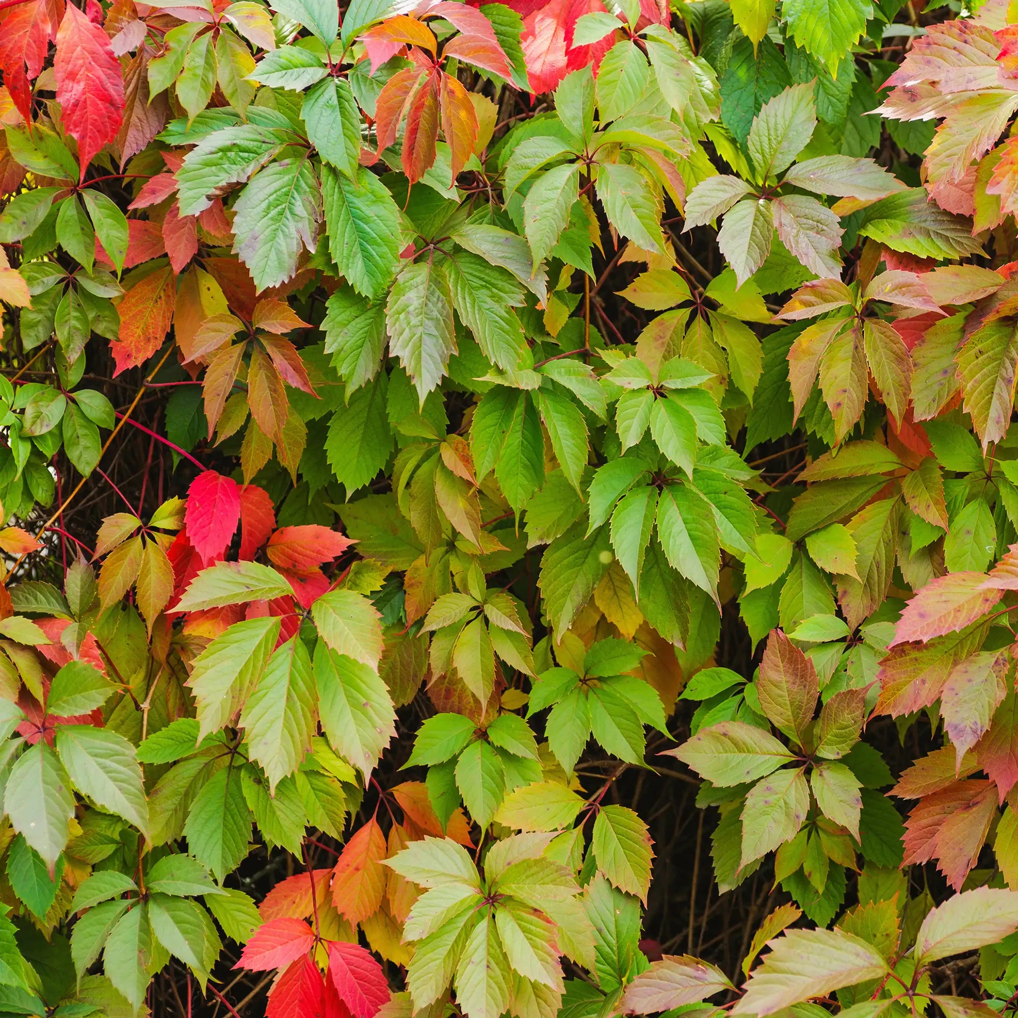 Virginia Creeper