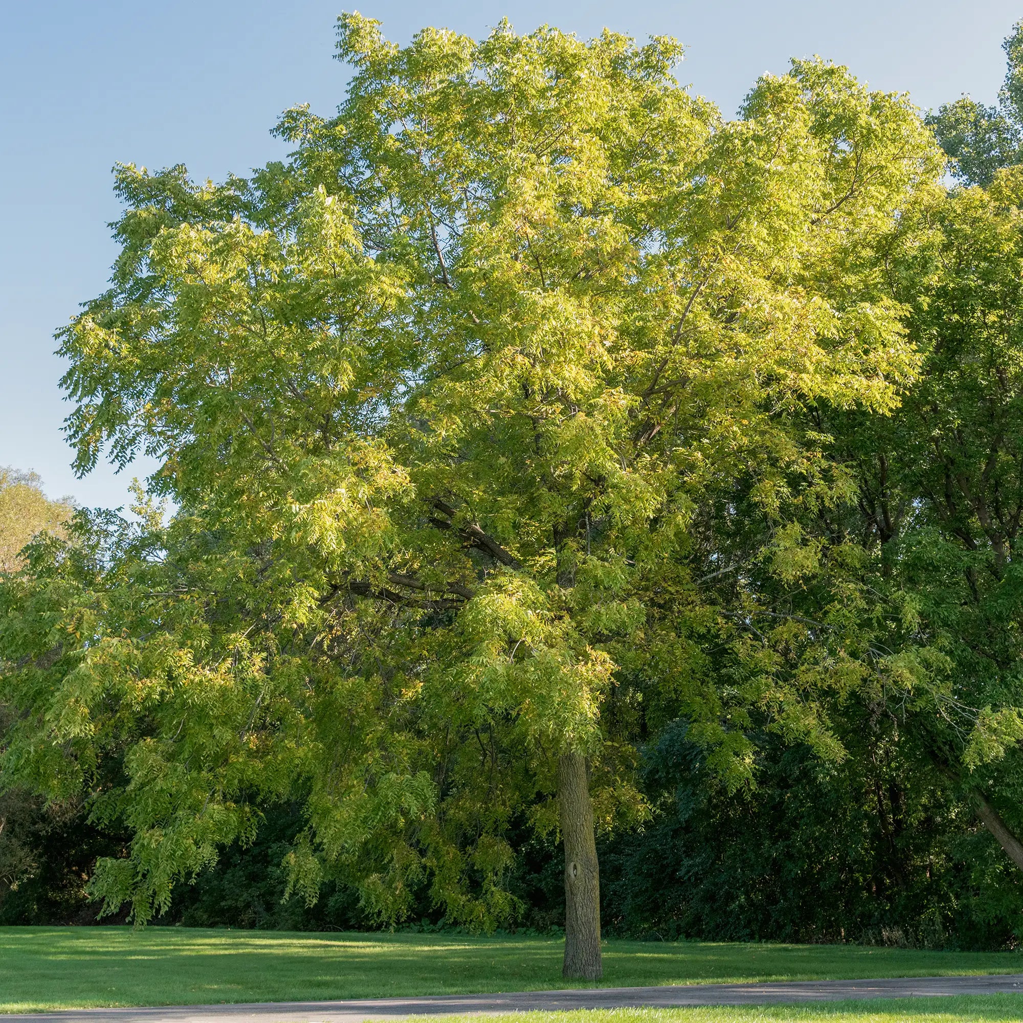 Black Walnut