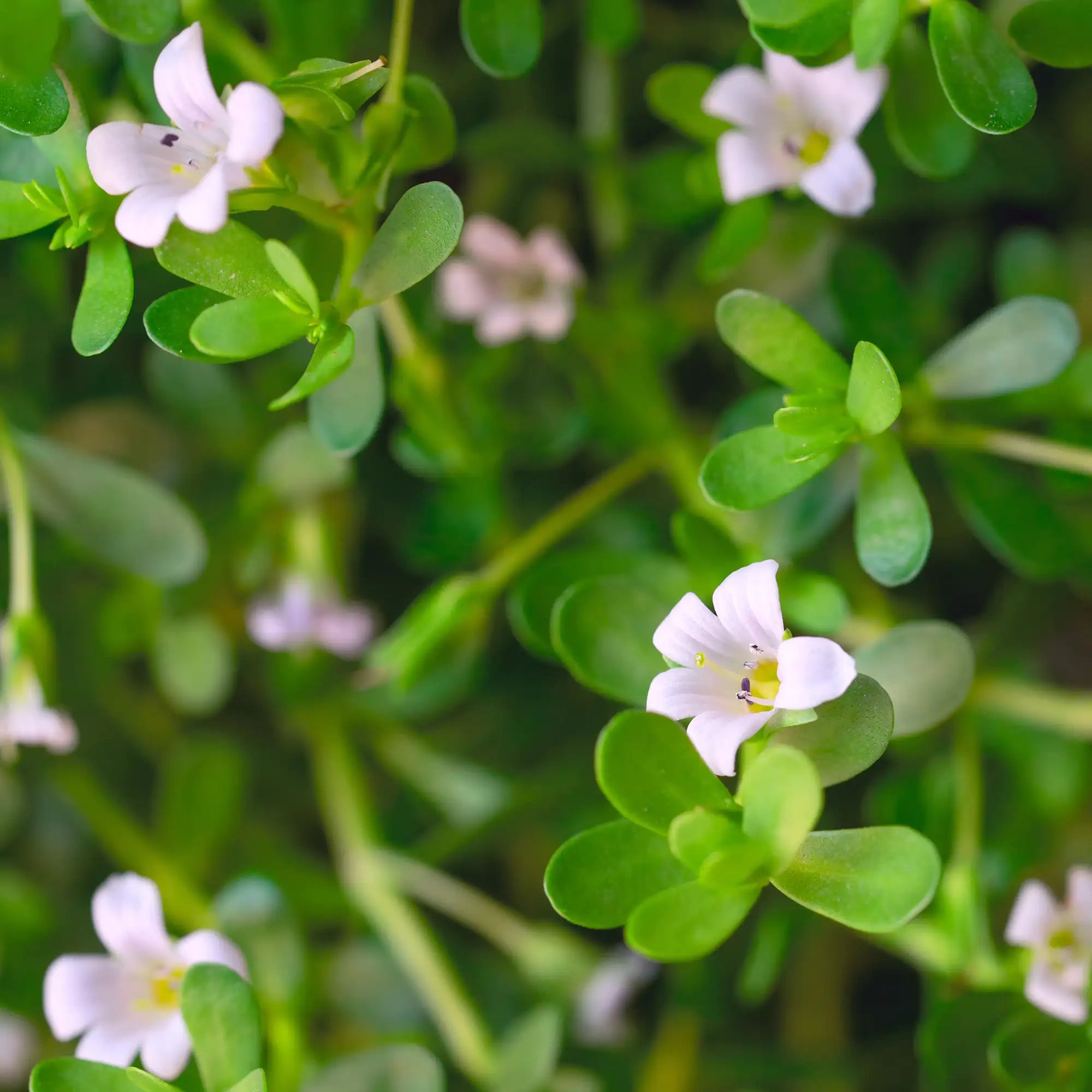 Water Hyssop with white flowers