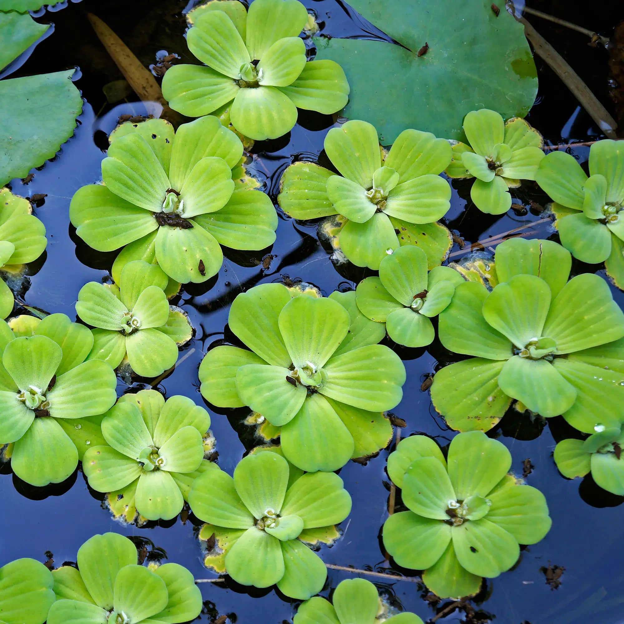 Water Lettuce floating in a pond