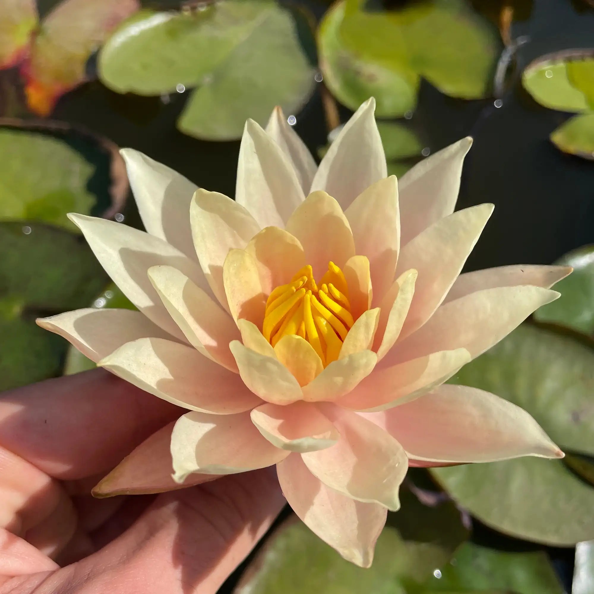 Barbara Dobbins hardy water lily in a pond with a pale pink flower