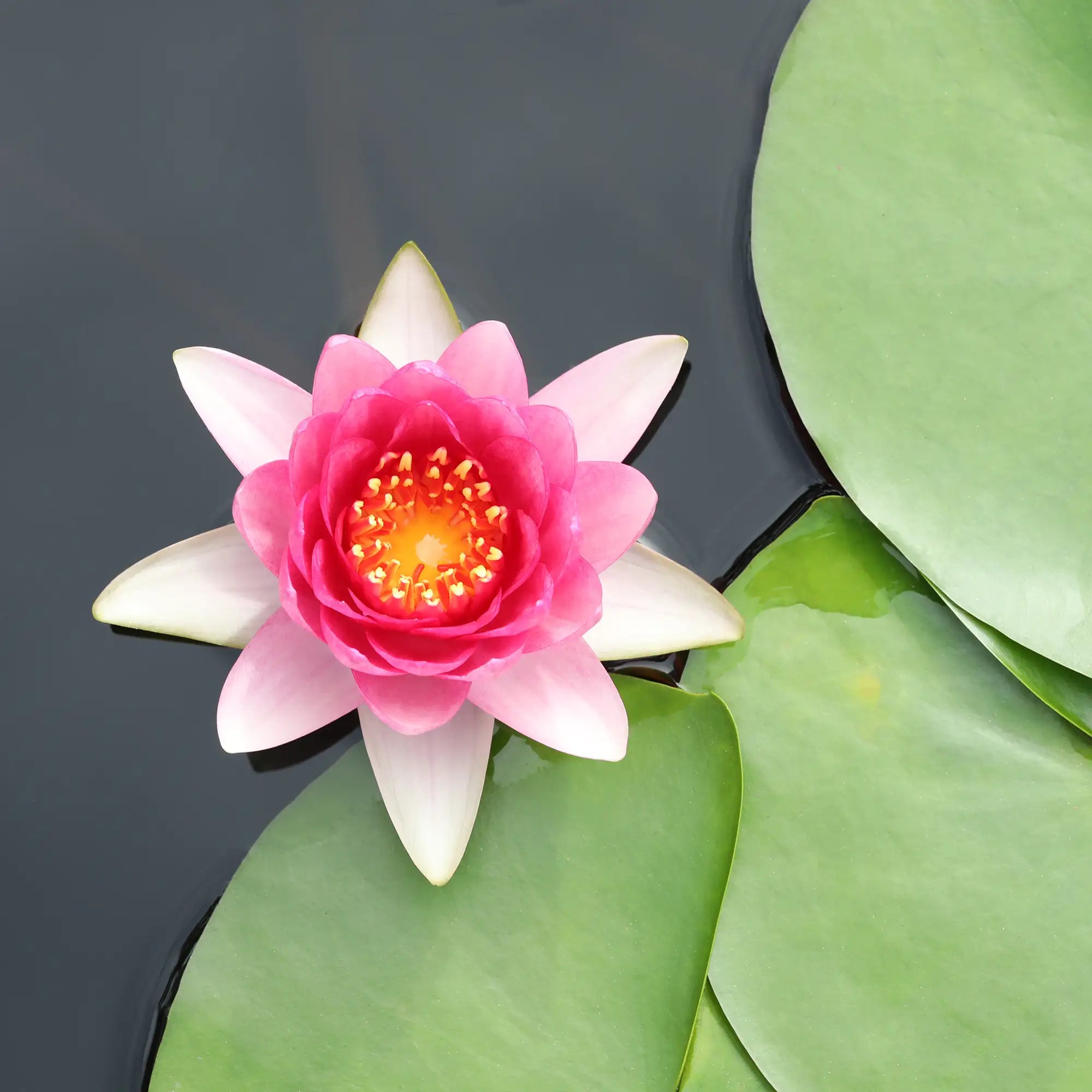 Charles de Meurville Hardy Water Lily Nymphaea in a pond