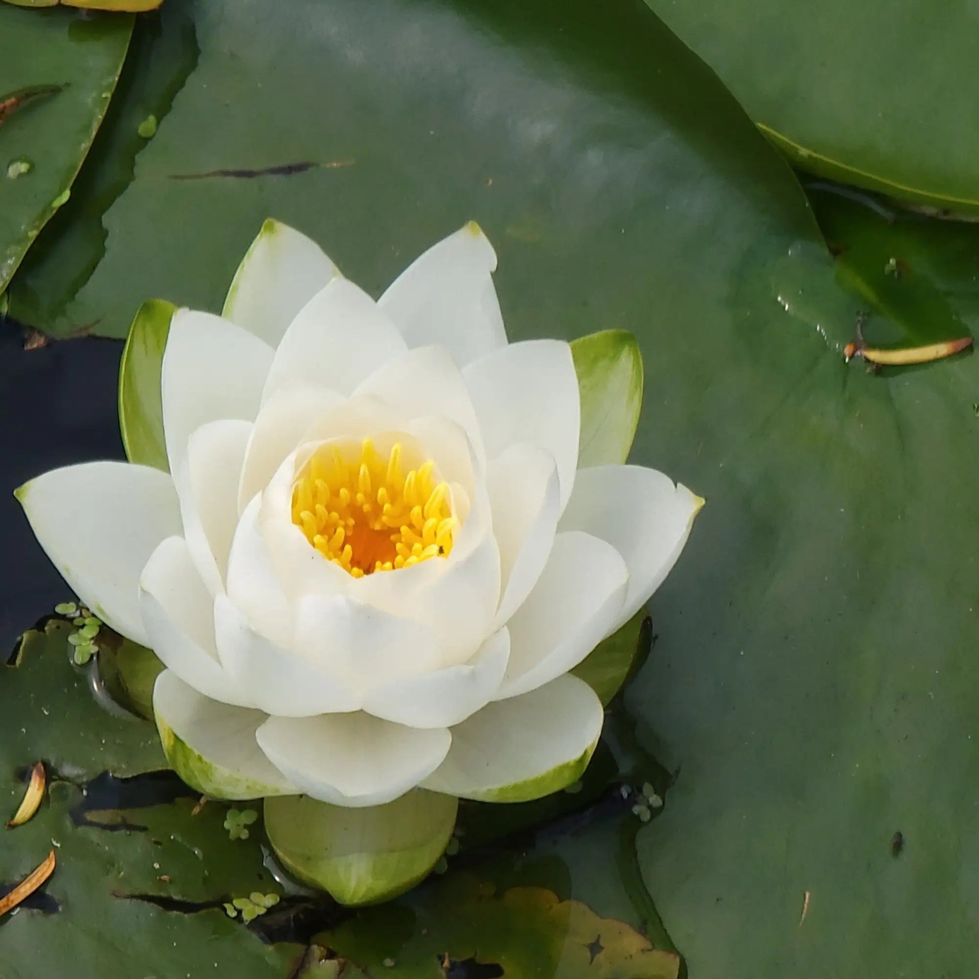 Dwarf White Water Lily Nymphaea candina flower in a pond