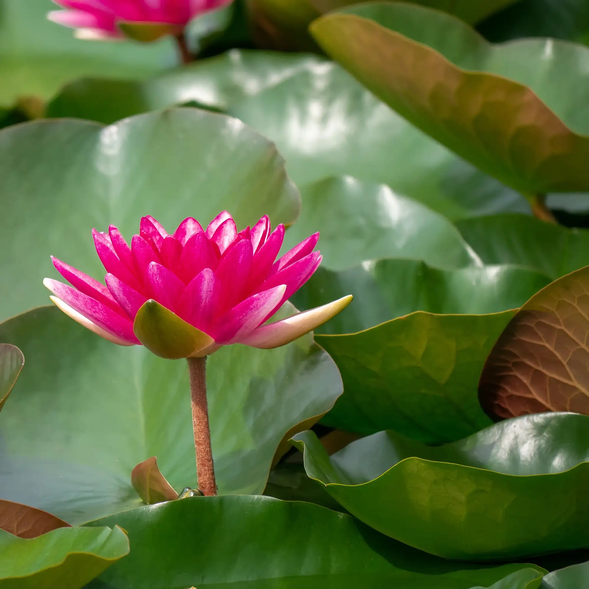 Escarboucle hardy water lily in a pond with a pink flower