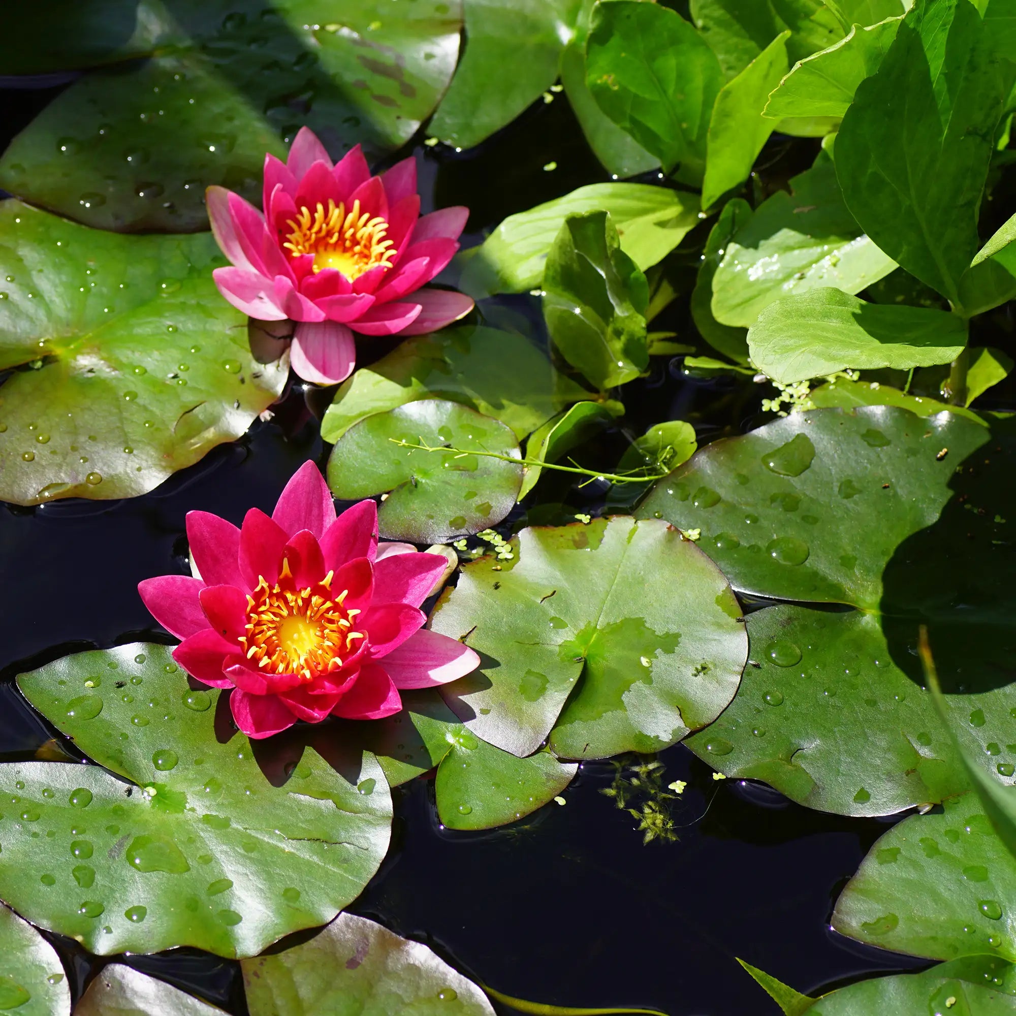 Firecrest Hardy Water Lily in a pond with two pink flowers