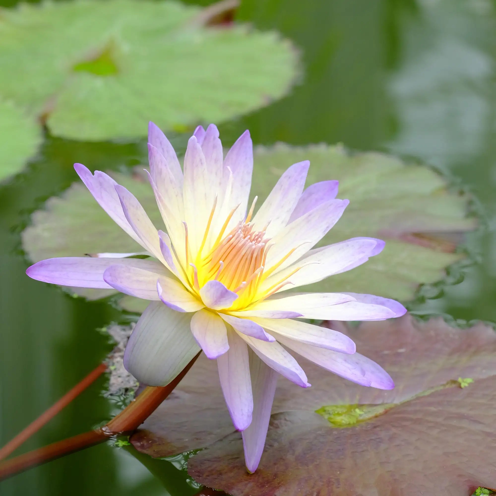 Green Smoke Tropical Water Lily with flower