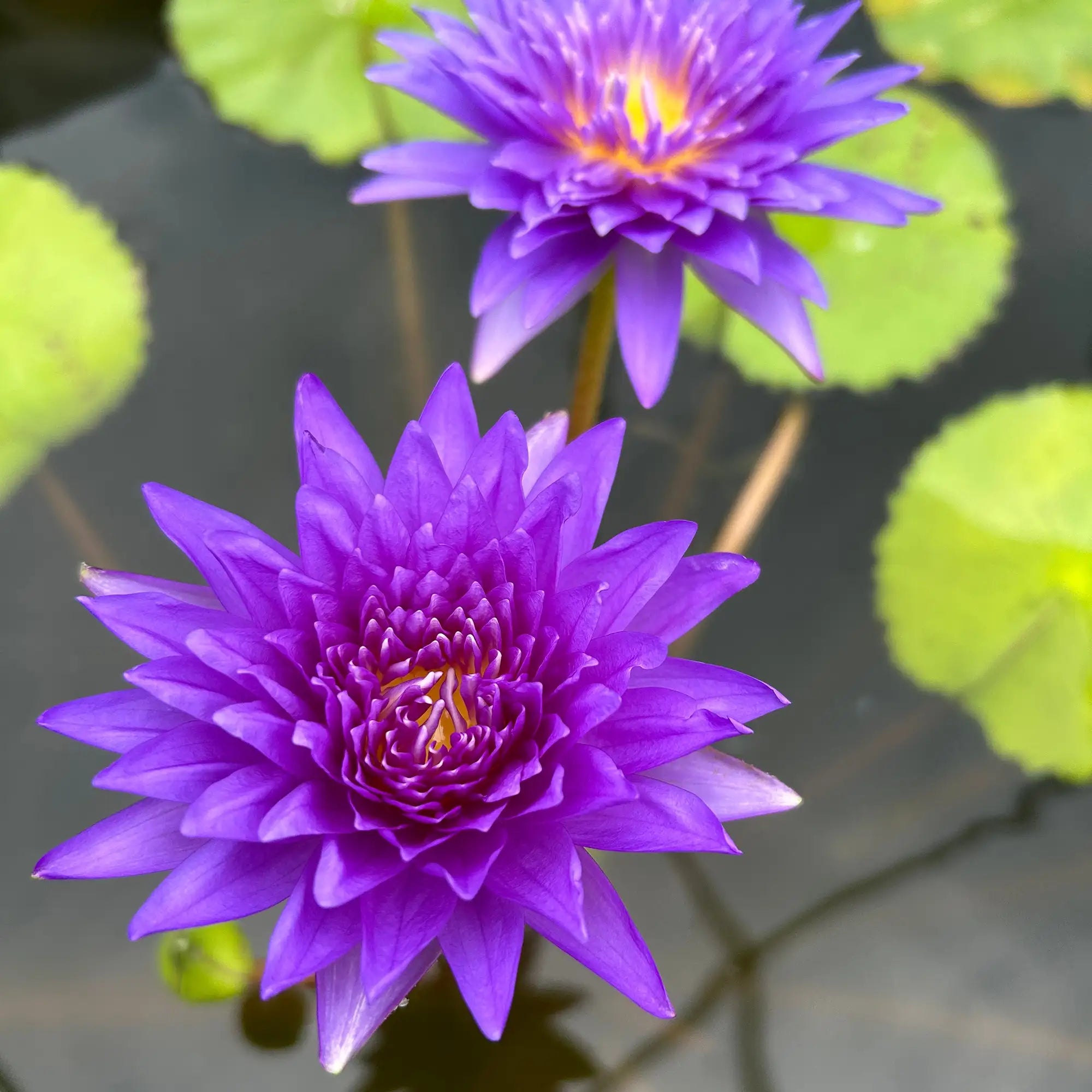 Tropical water lily King of Siam big purple flowers