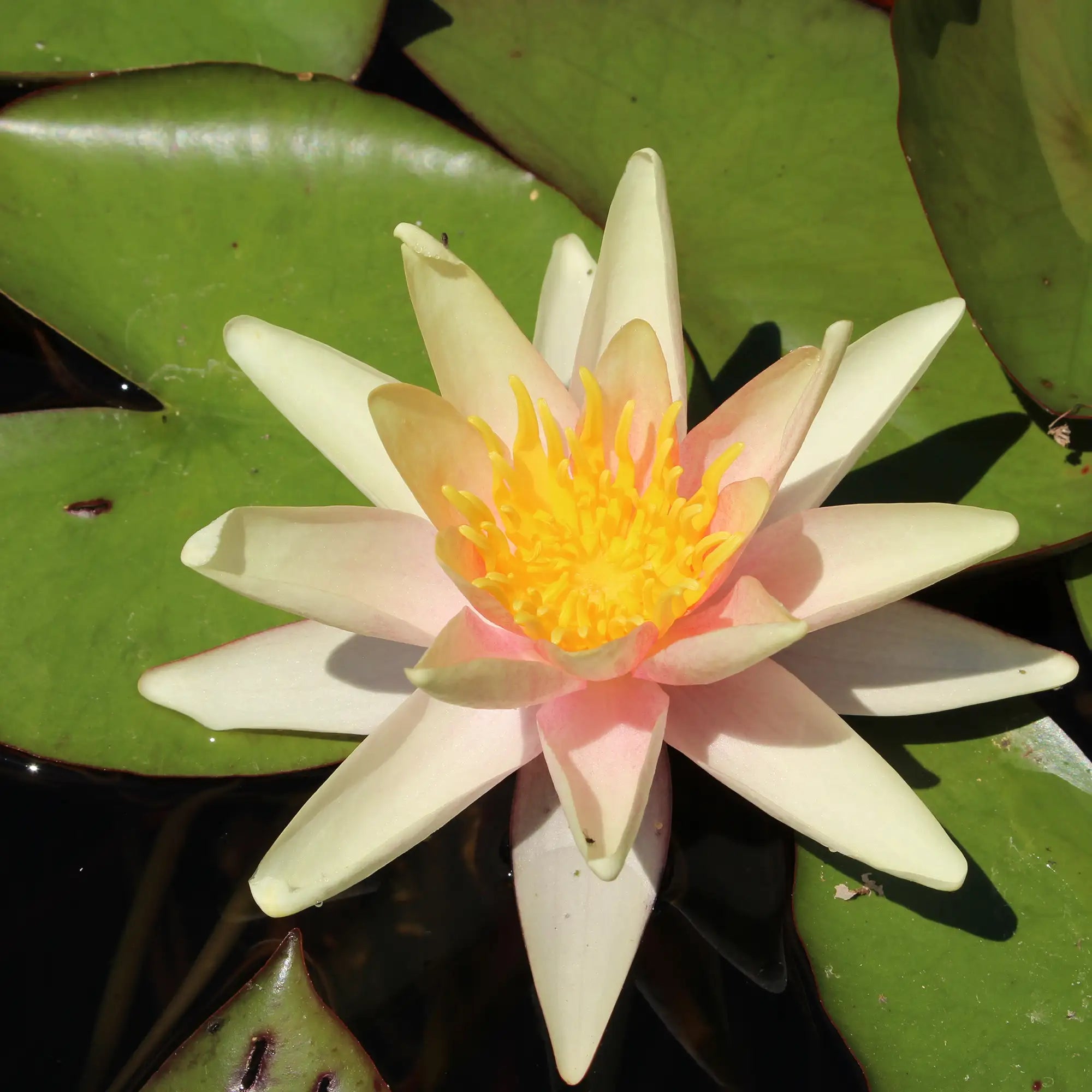 Sioux Water lily Bloom in a pond