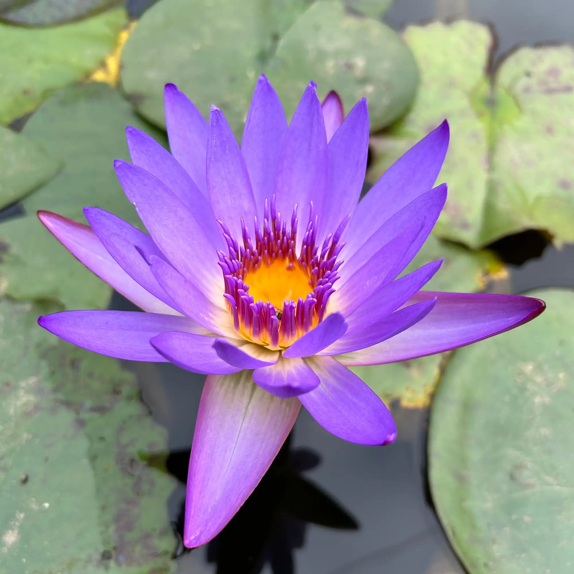 Tropical Water Lily Tina with purple flower