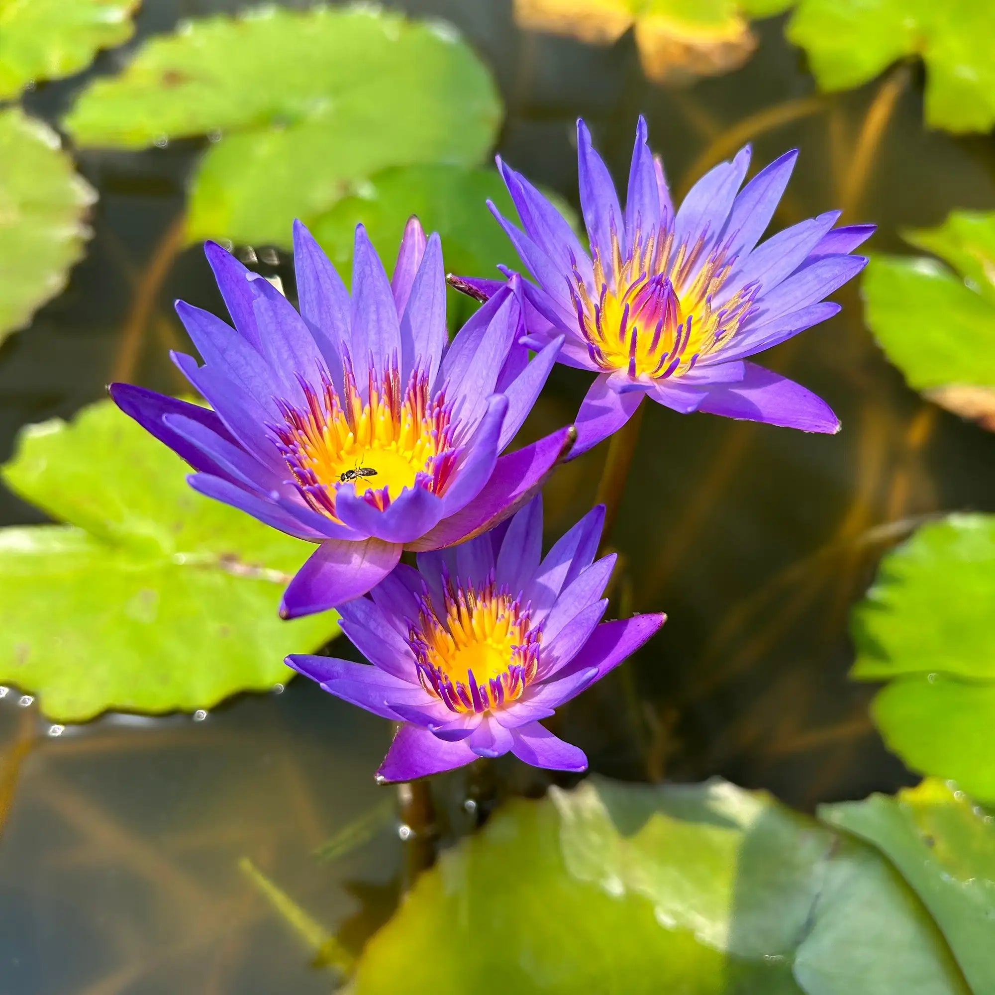 Tropical water lily tina with three purple flowers in a pond