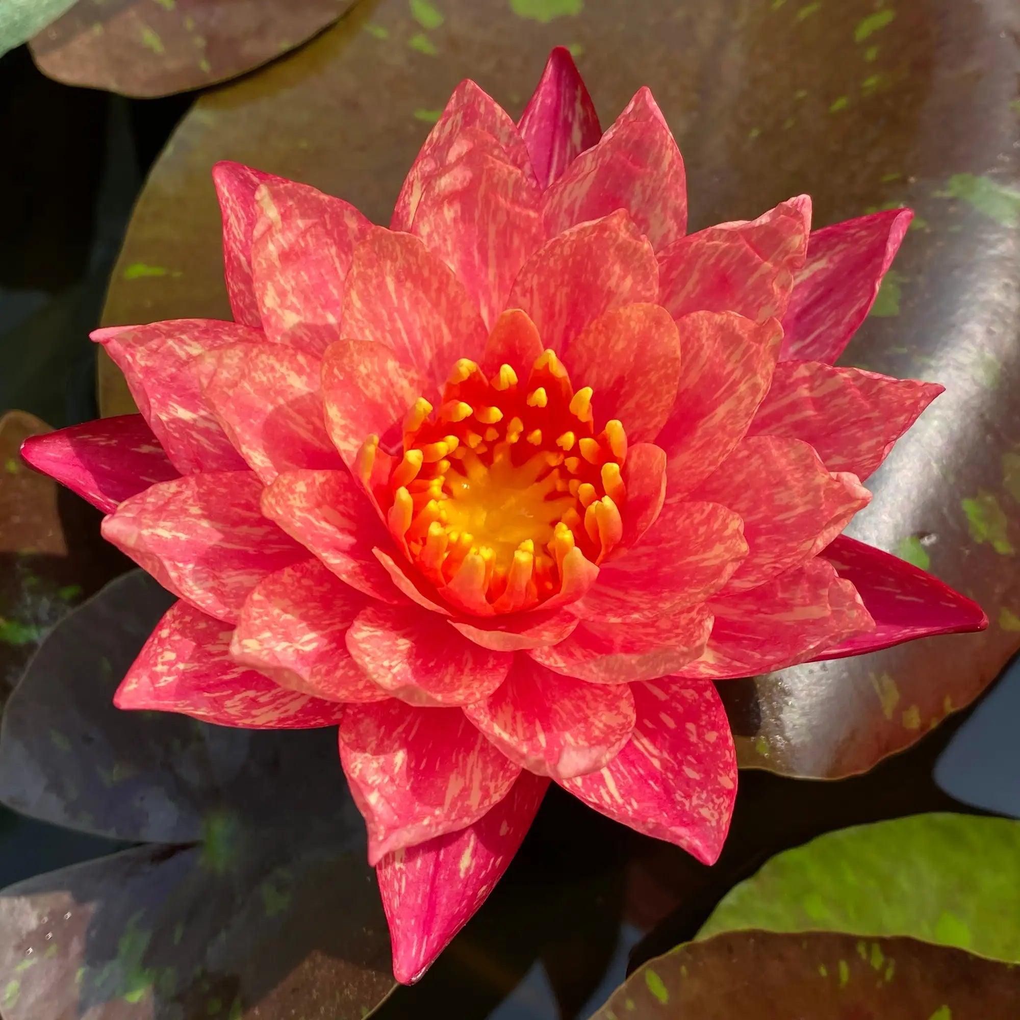 Wanvisa Water Lily bloom in a pond