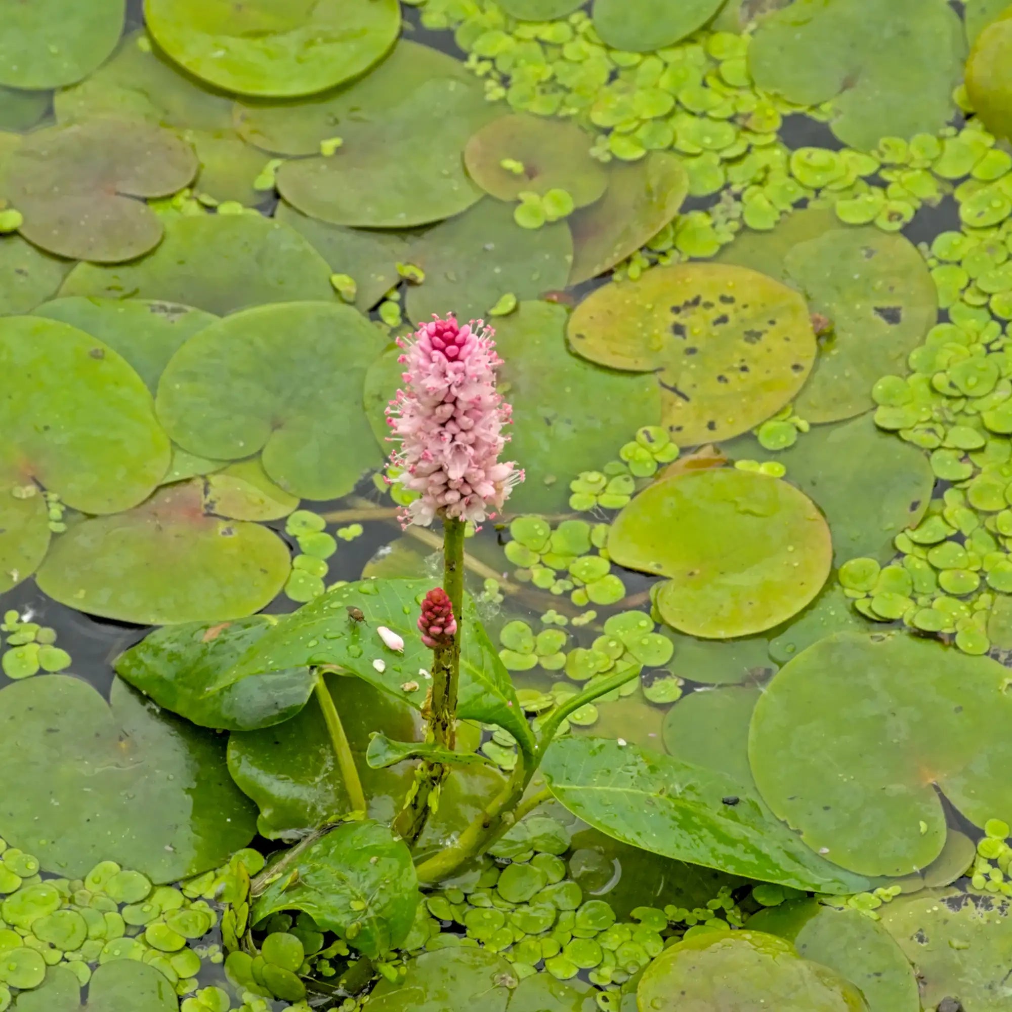 Water Smartweed flowering pink in a pond