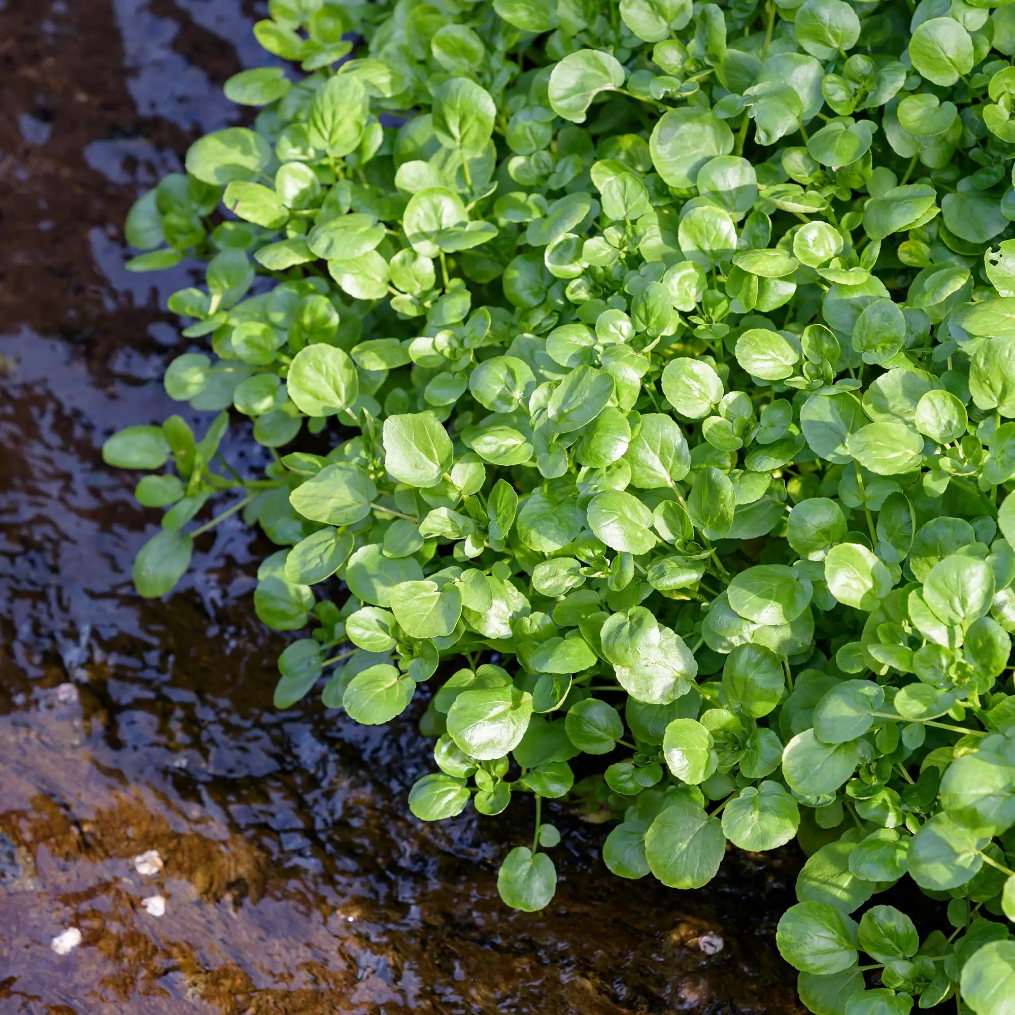Watercress in a stream