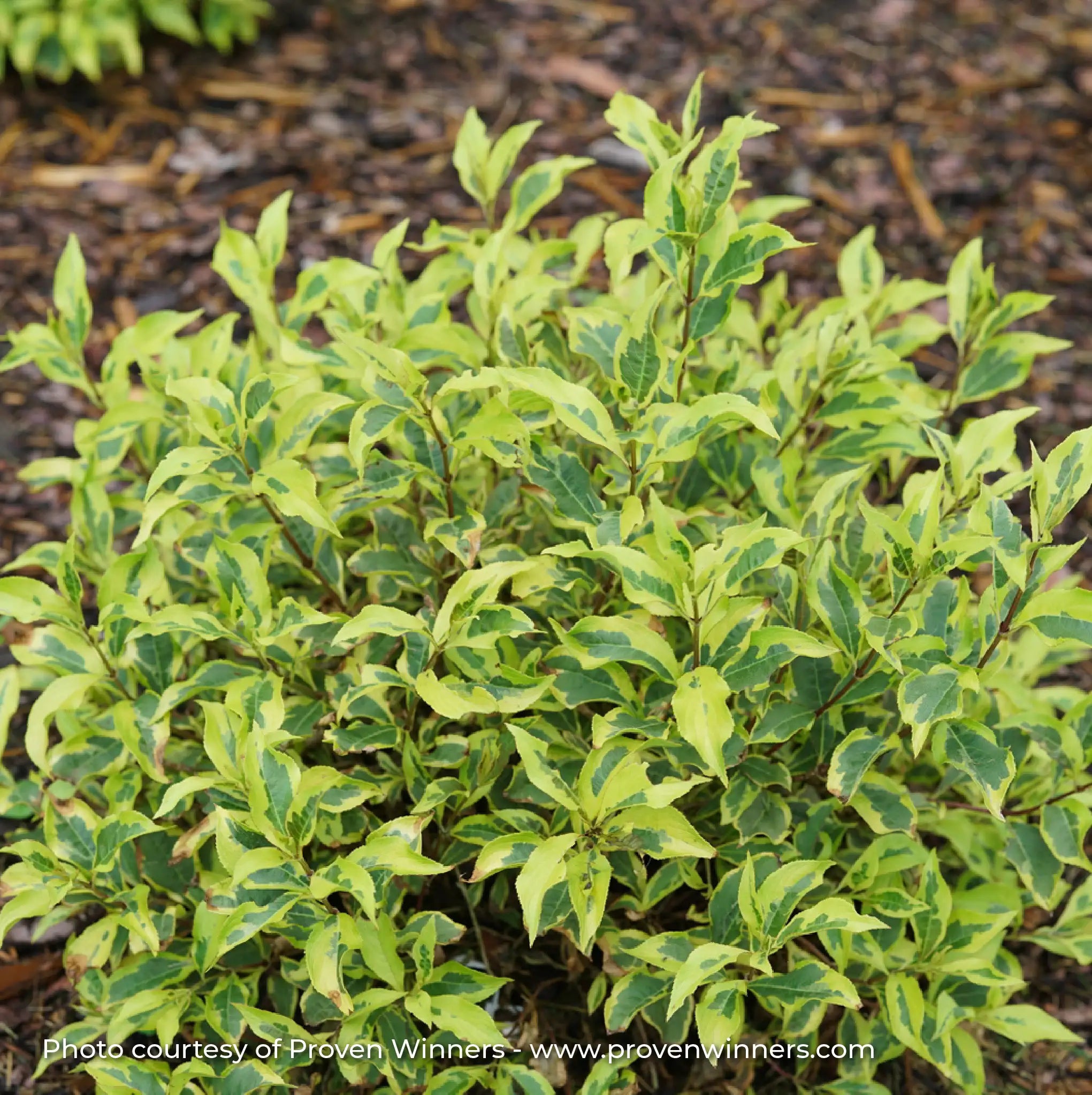 Weigela 'Bubbly Wine®'