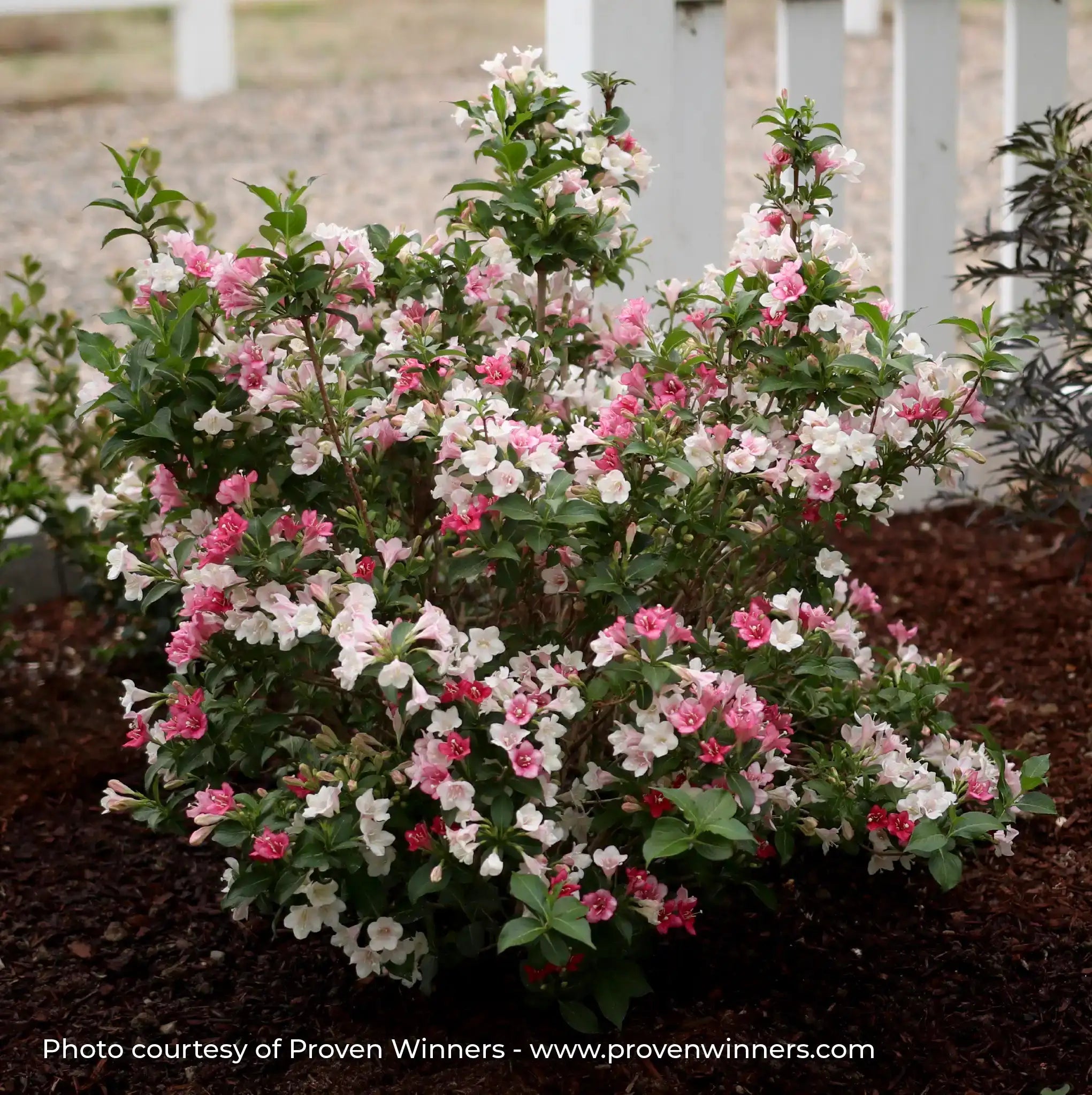Weigela 'Czechmark Trilogy®'