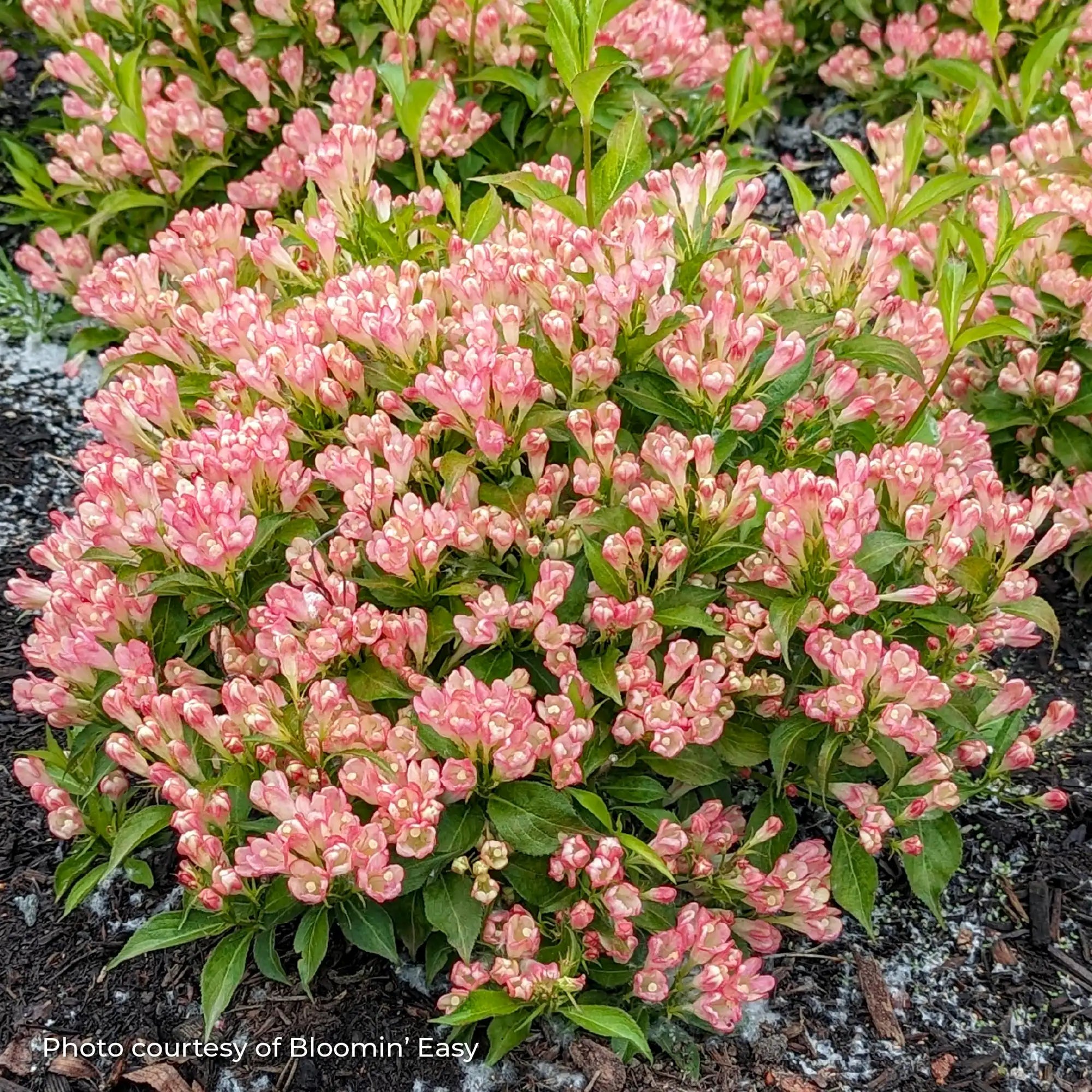 Weigela 'Peach Kisses™'