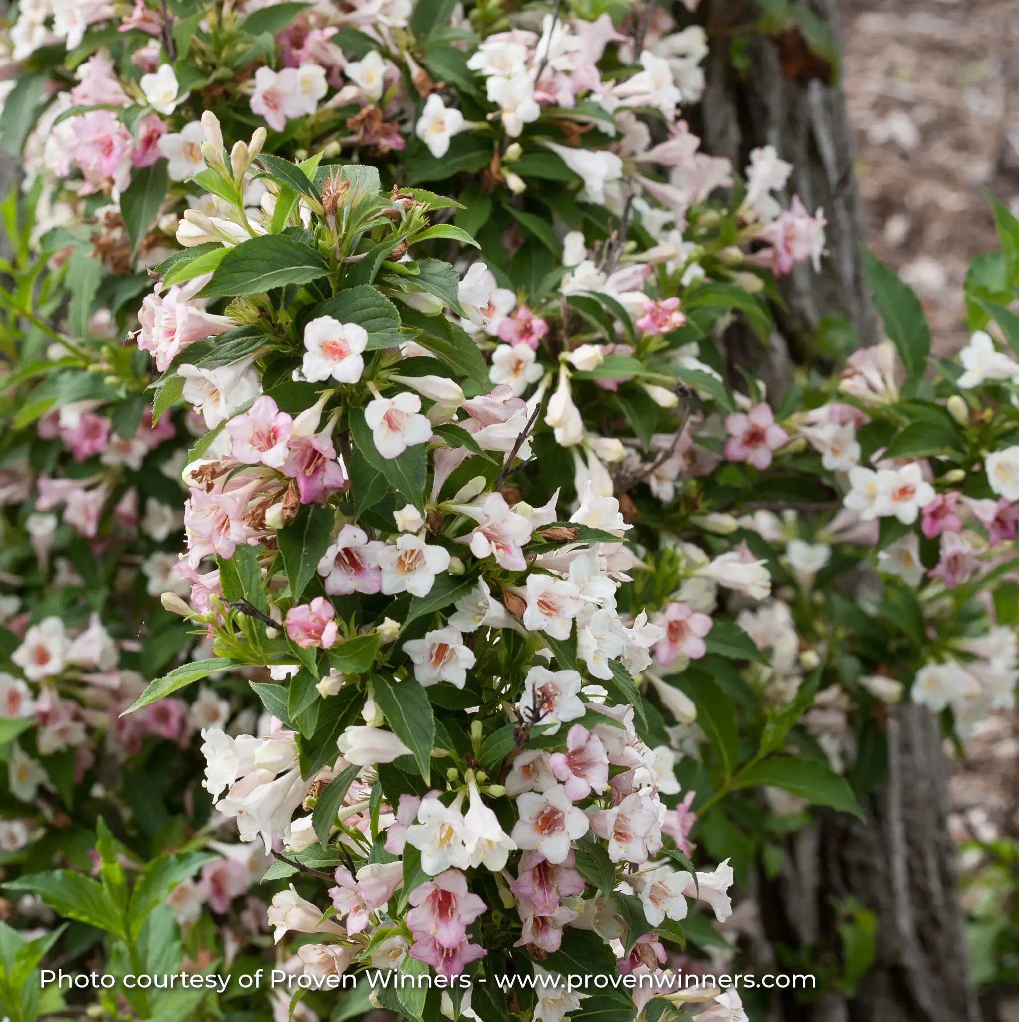 Weigela 'Sonic Bloom® Pearl'