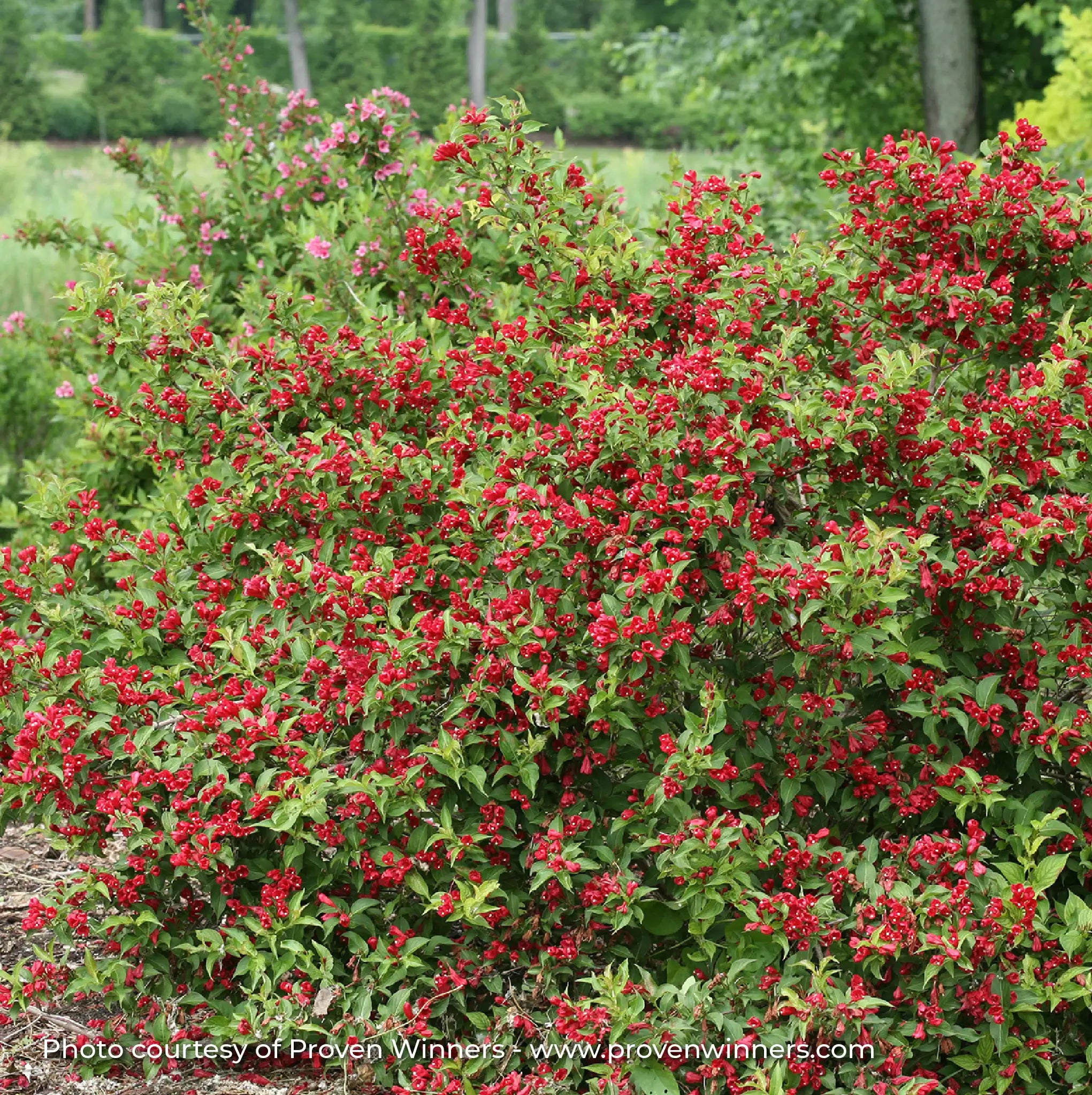 Weigela 'Sonic Bloom® Red'