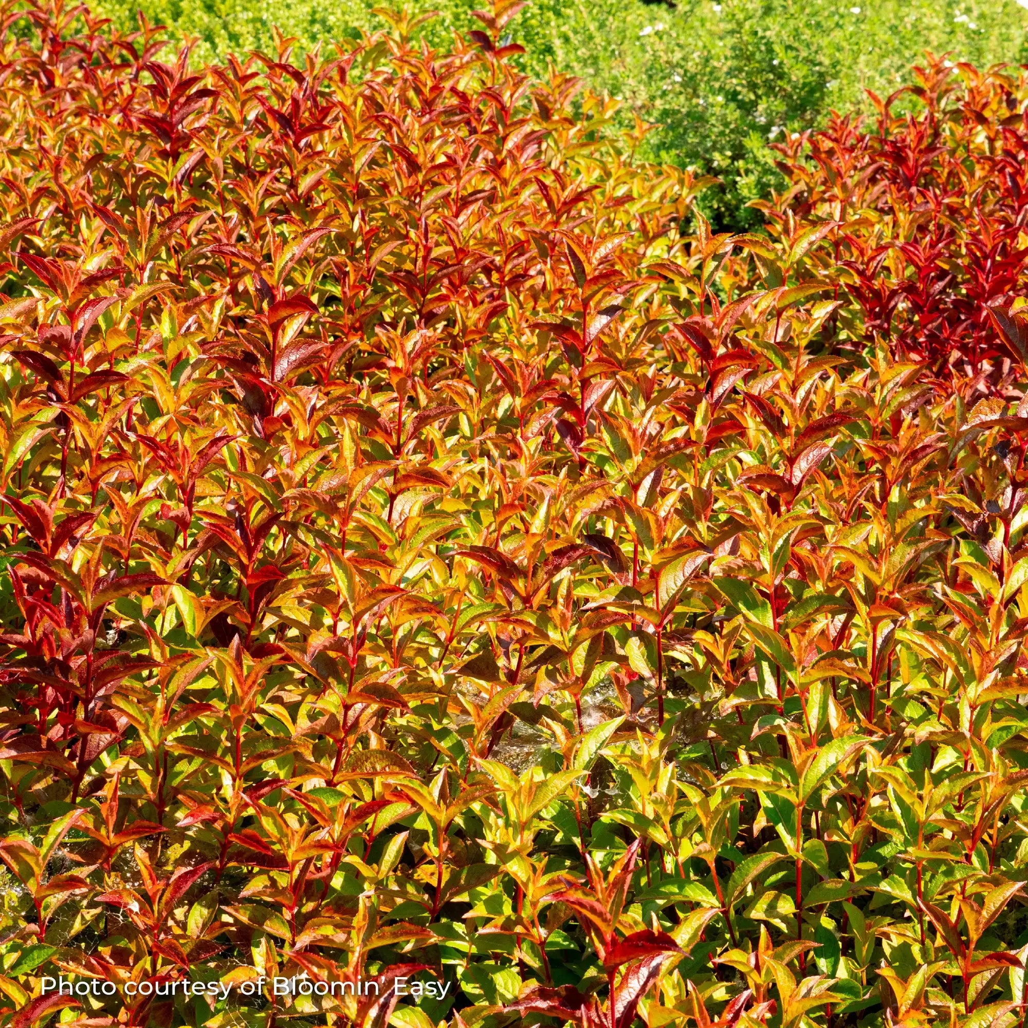 Weigela 'Strobe®'