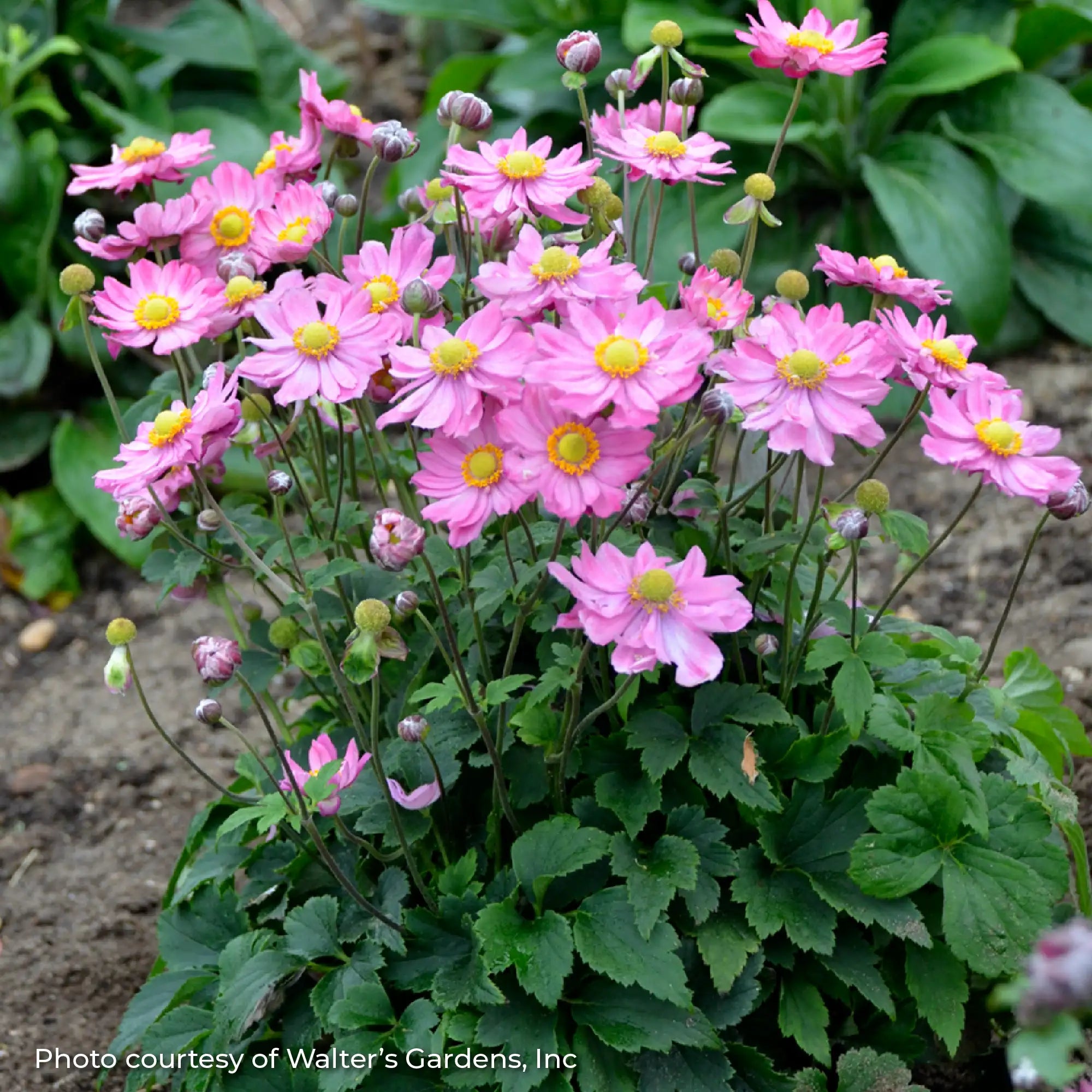 Light Pink Windflower in a garden.