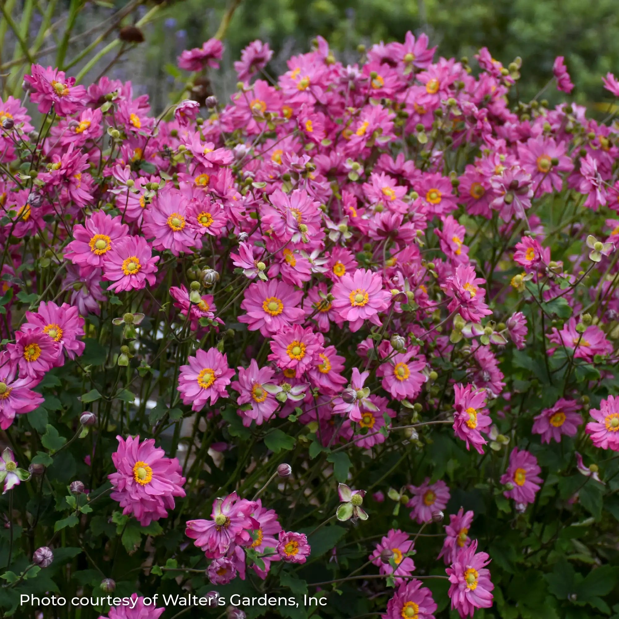 Dark Pink Windflower with a Dark Yellow Eye in a garden.