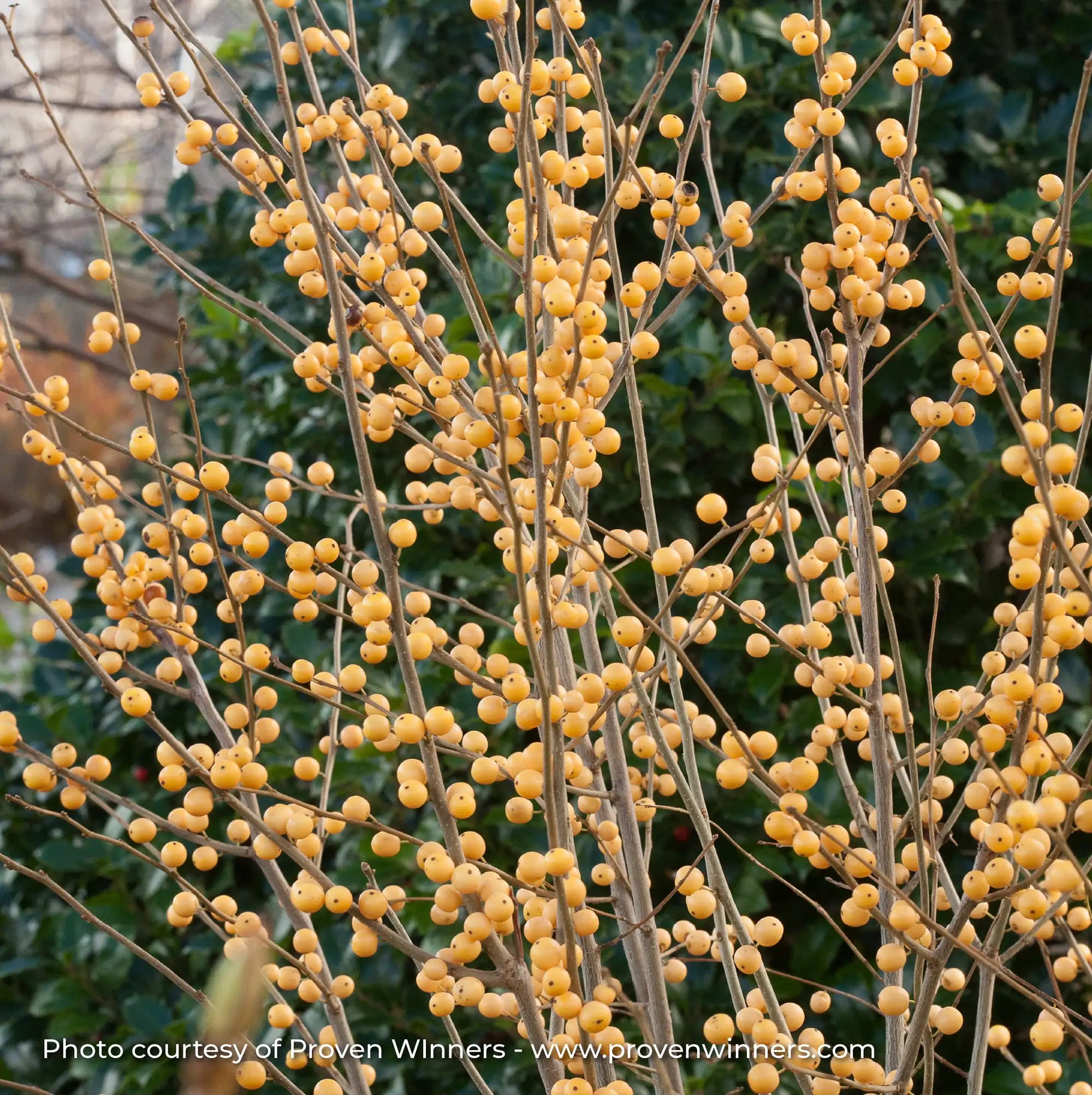 Winterberry Berry Heavy® 'Gold'