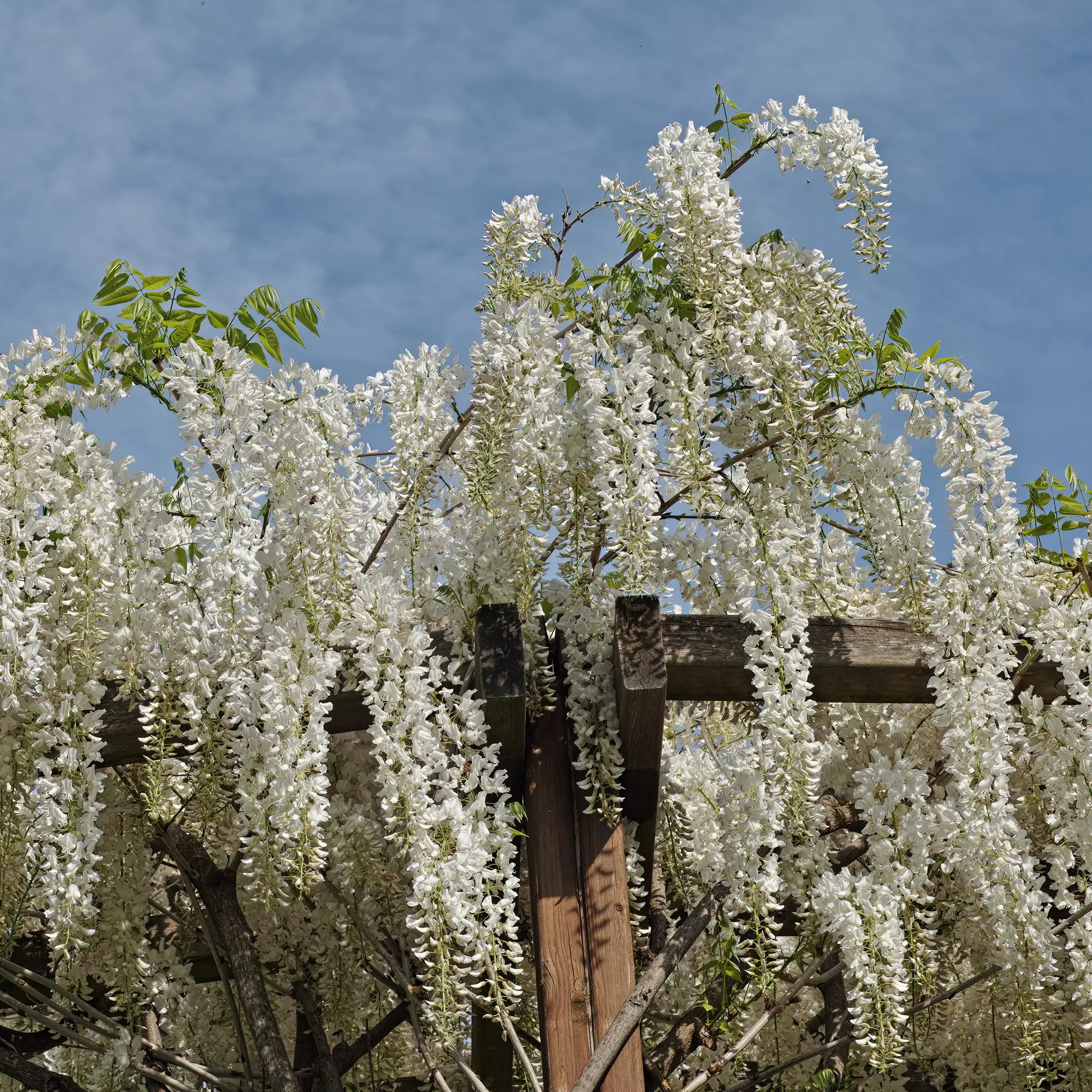 Wisteria 'Alba'