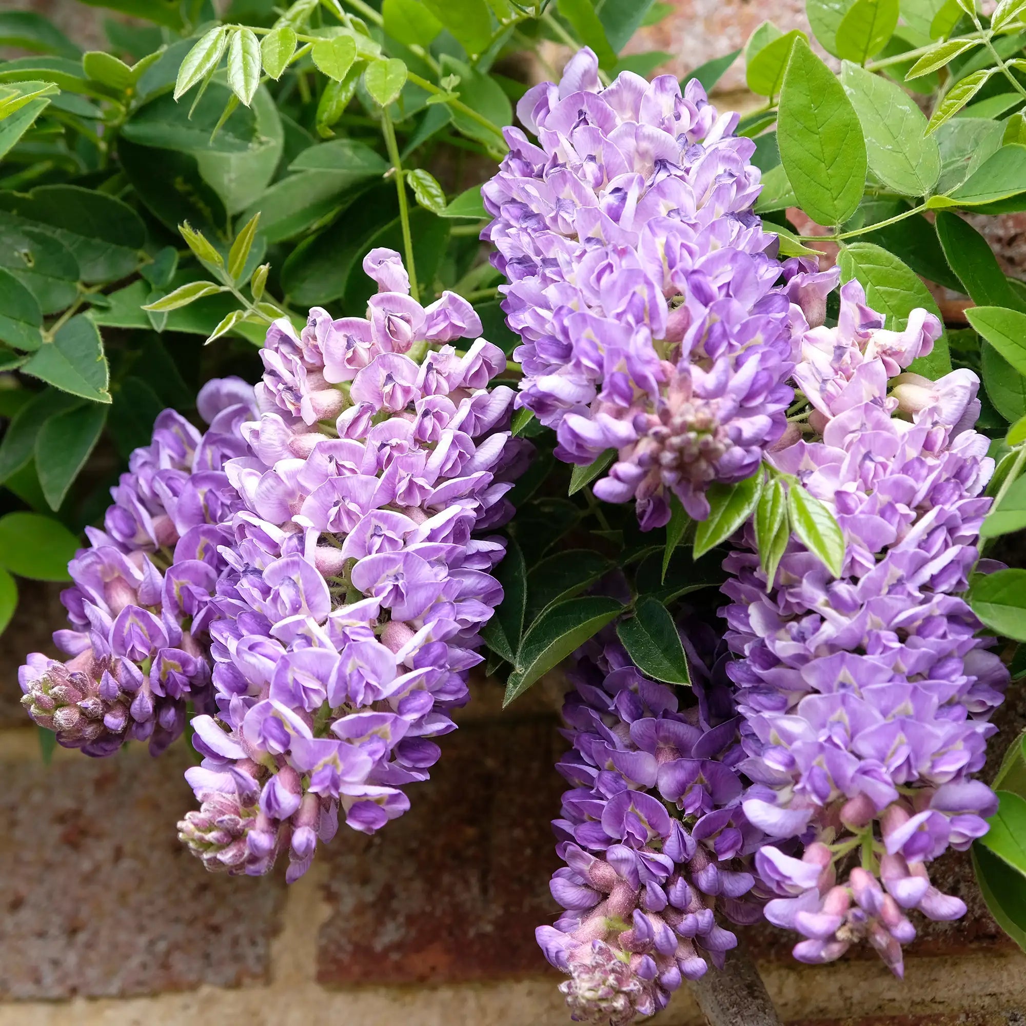 Wisteria 'Longwood Purple'