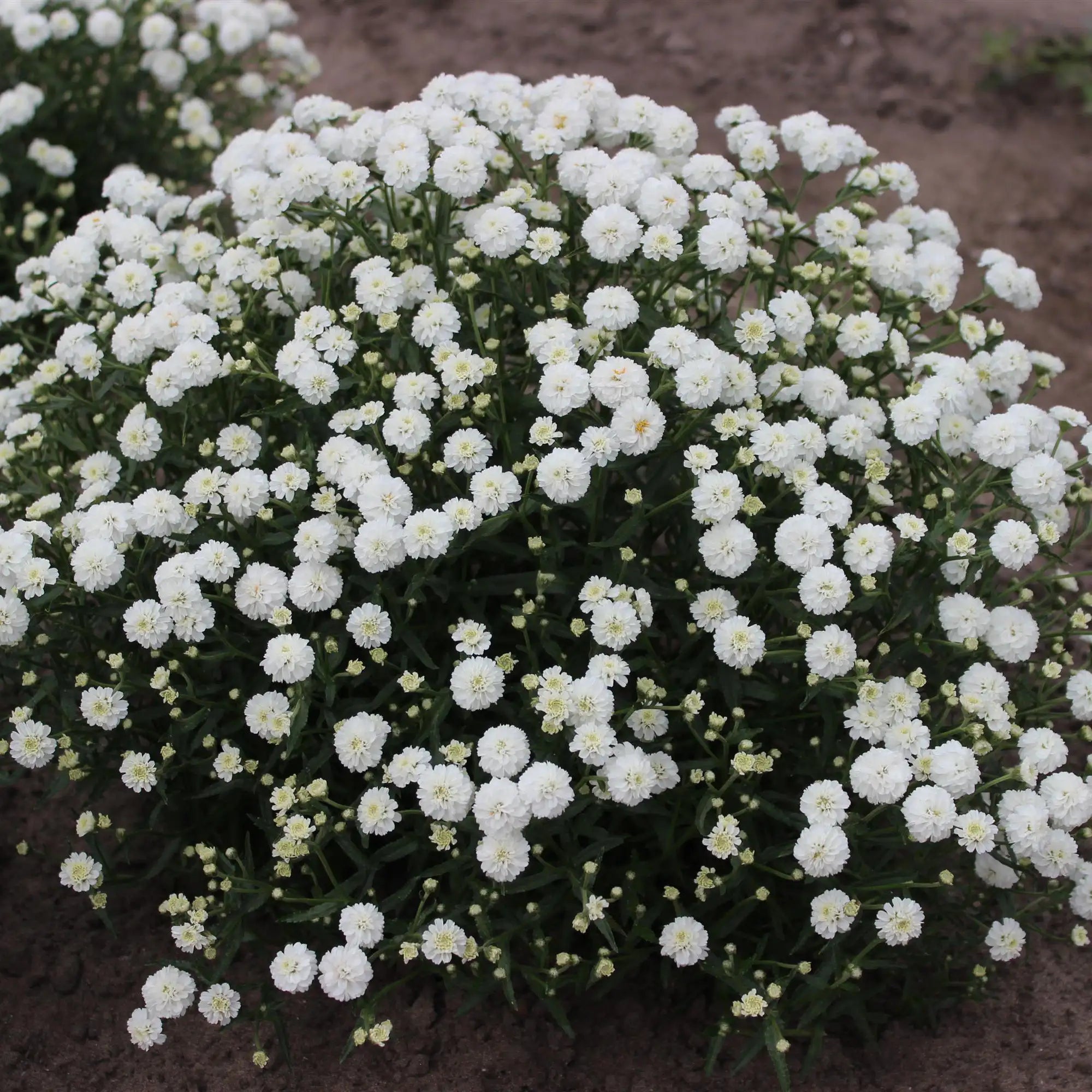 Yarrow 'Diadem'