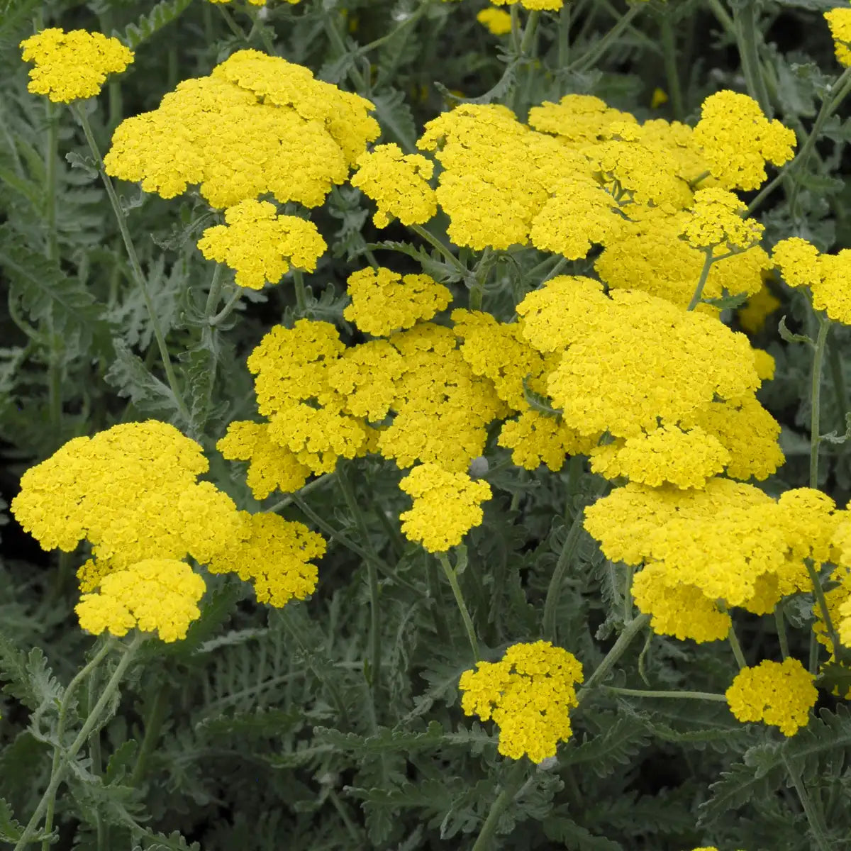 Yarrow 'Moonshine'