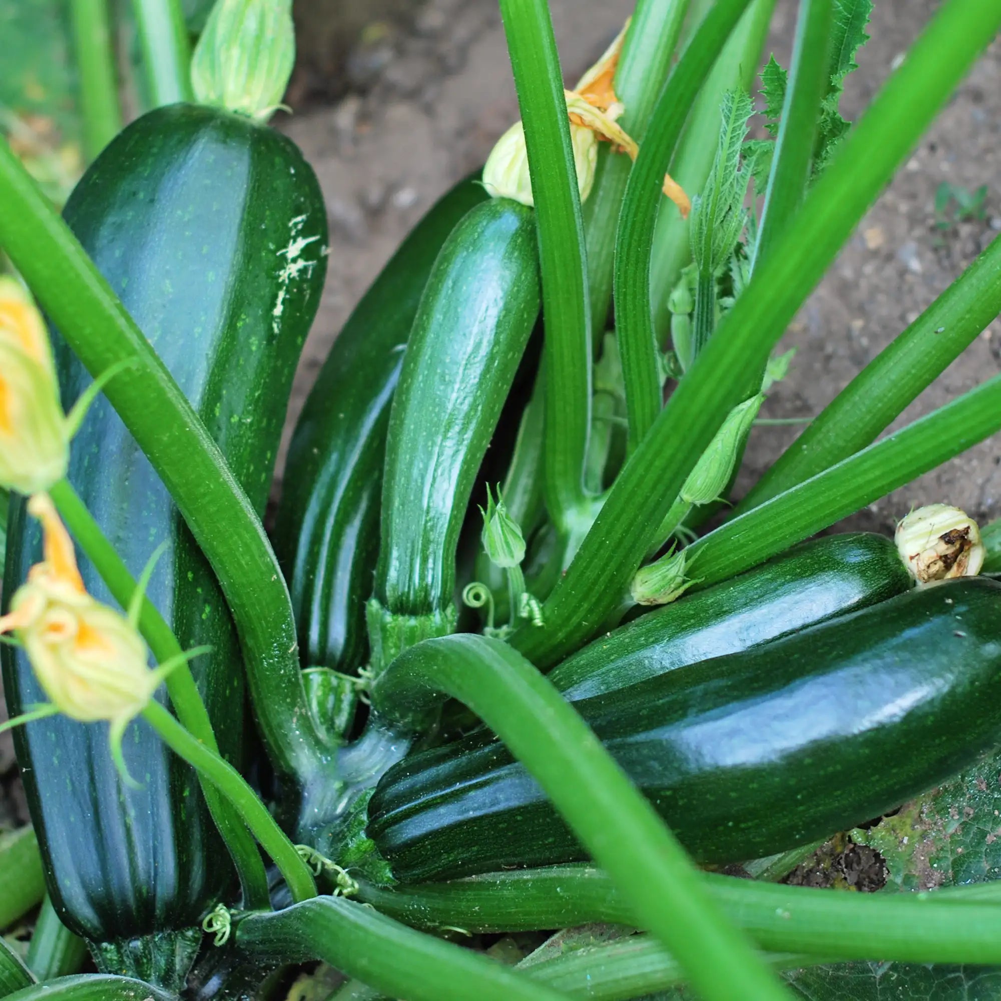 Zucchini Green