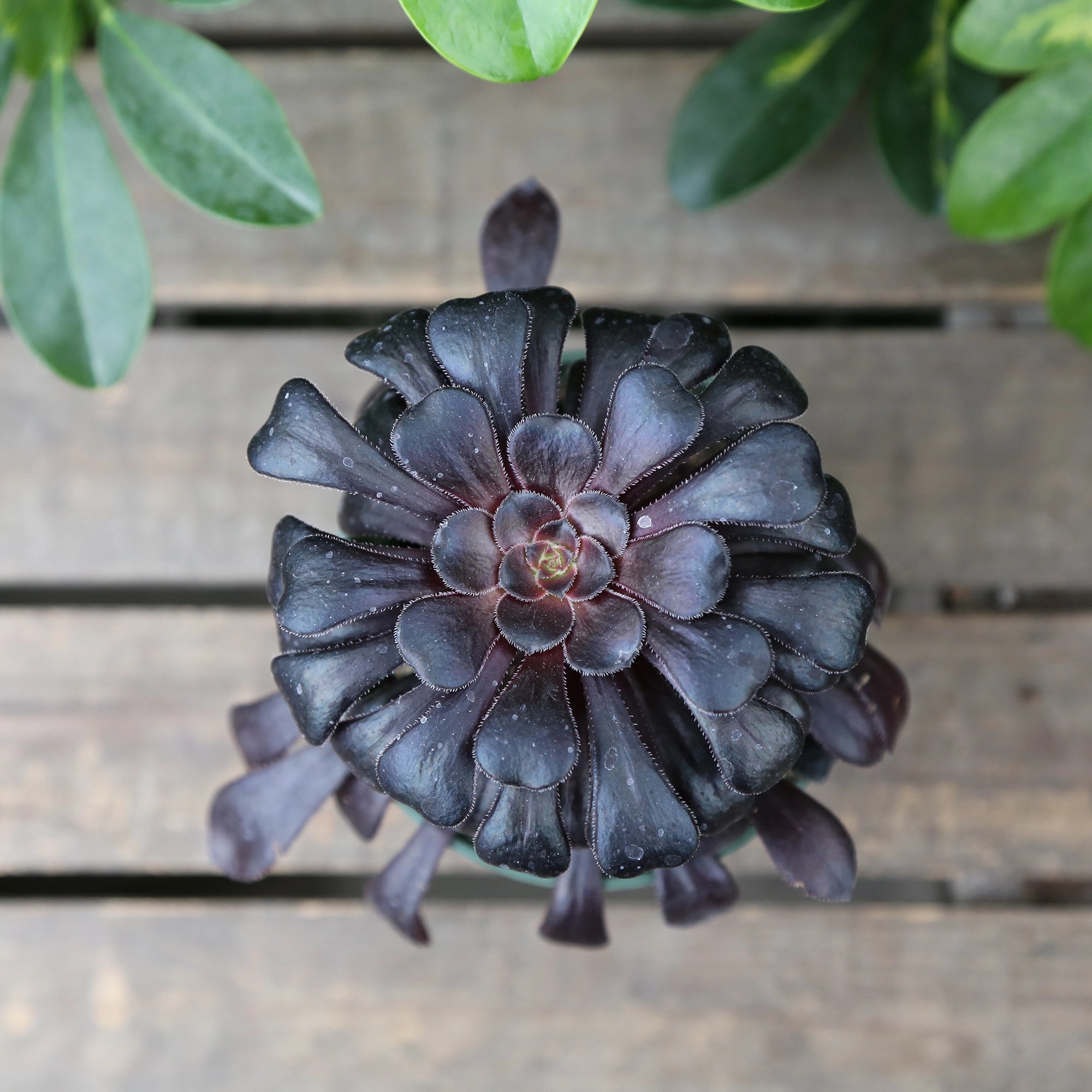 tree houseleek succulents Tree Houseleek 'Zwartkop' – Vandermeer Nursery Ltd