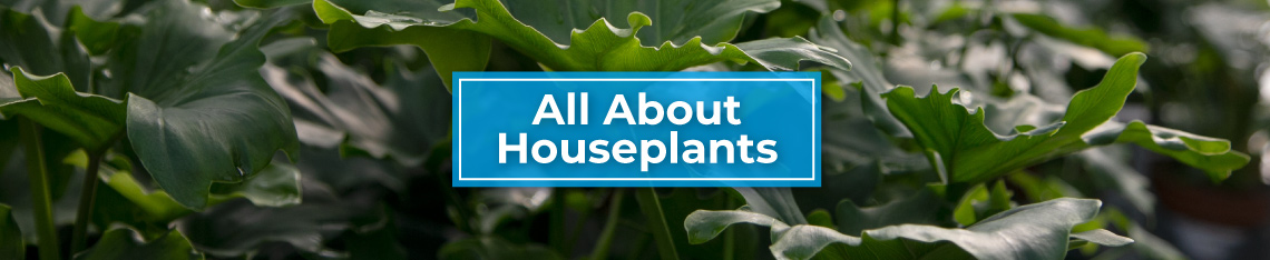 banner-blog-houseplants