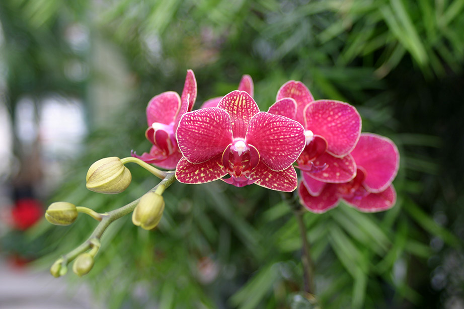orchid1